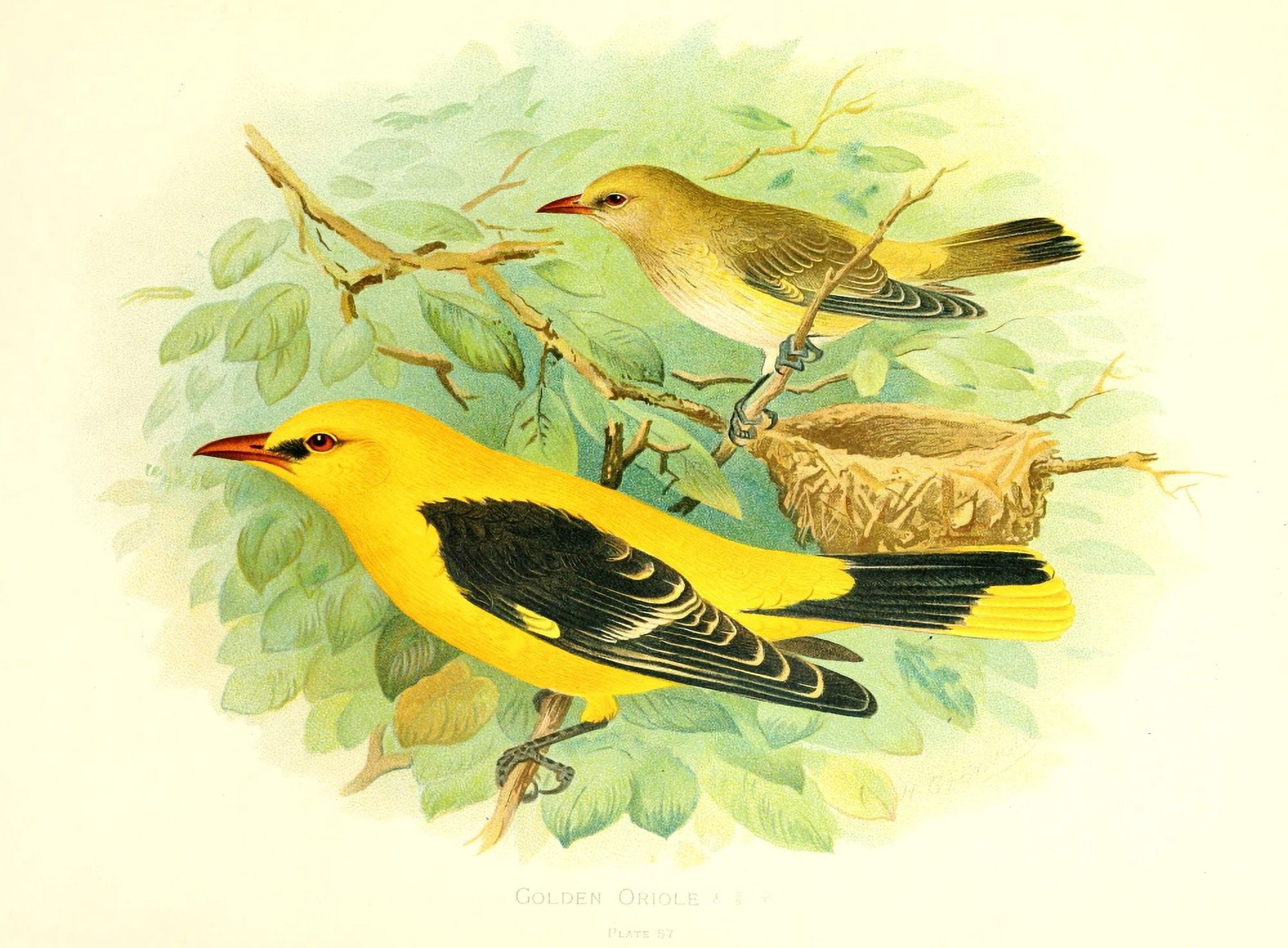 Birds of Britain & Ireland 1907 Oriole Golden Canvas Art - Henrik Grnvold (18 x 24)