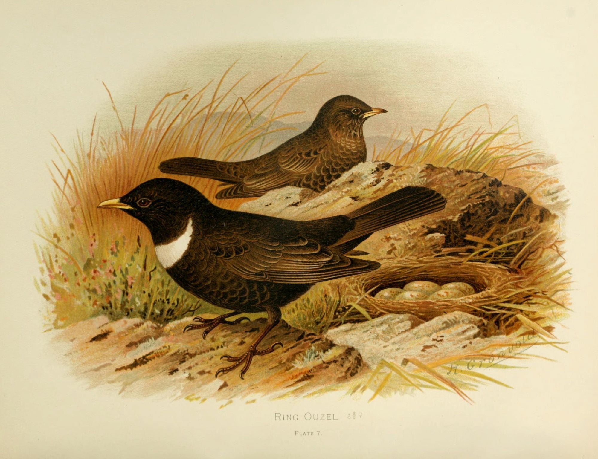 Birds of Britain & Ireland 1907 Ouzel Ring Canvas Art - Henrik Grnvold (24 x 36)