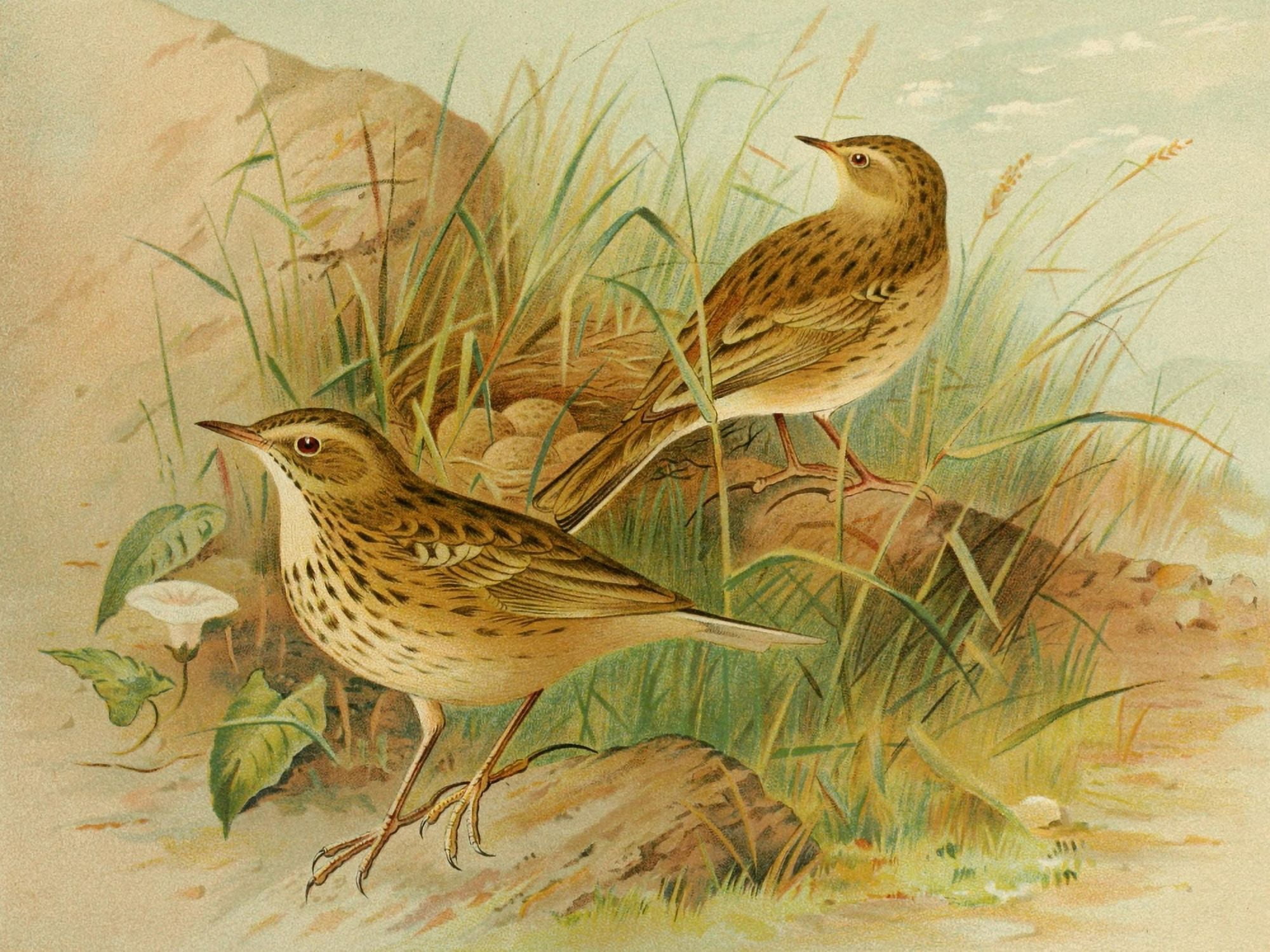 Birds of Britain & Ireland 1907 Pipit Meadow Canvas Art - Henrik Grnvold (24 x 36)