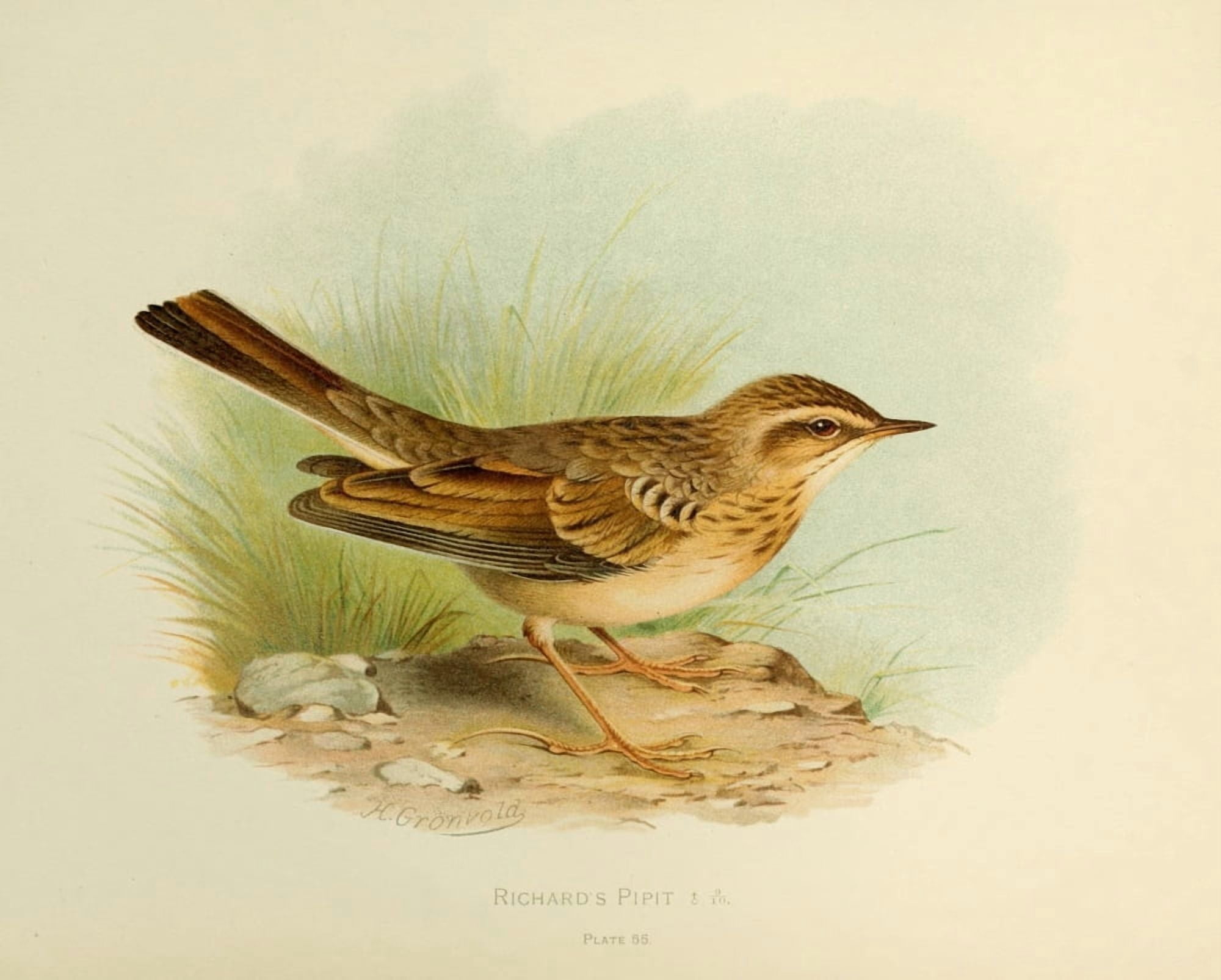 Birds of Britain & Ireland 1907 Pipit Richards Canvas Art - Henrik Grnvold (18 x 24)