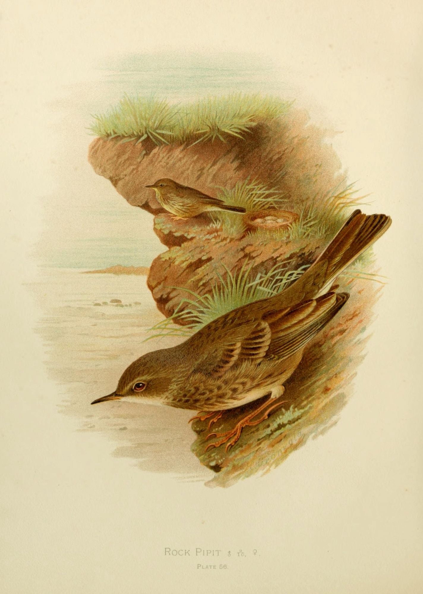 Birds of Britain & Ireland 1907 Pipit Rock Canvas Art - Henrik Grnvold (24 x 36)