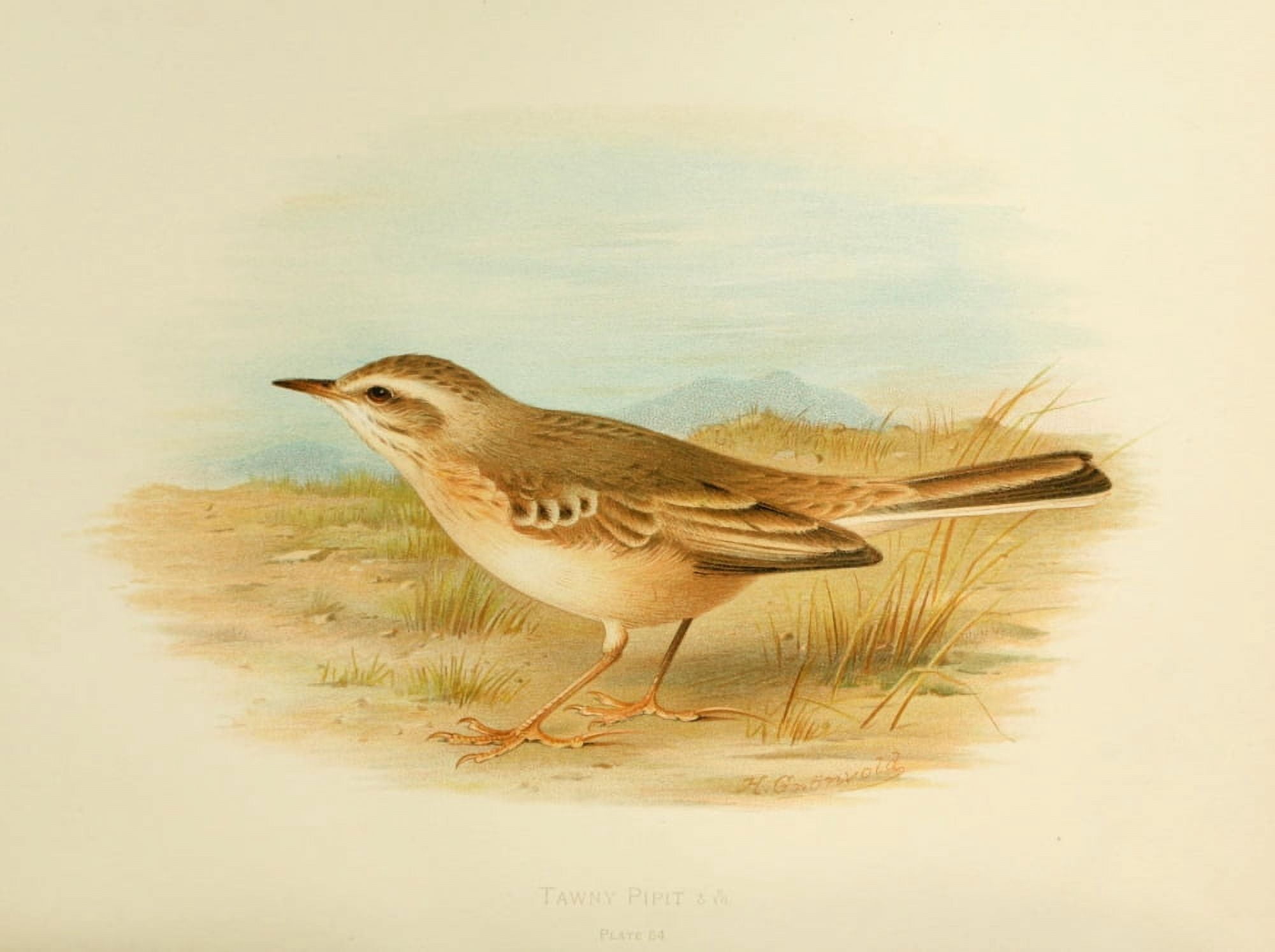 Birds of Britain & Ireland 1907 Pipit Tawny Canvas Art - Henrik Grnvold (24 x 36)