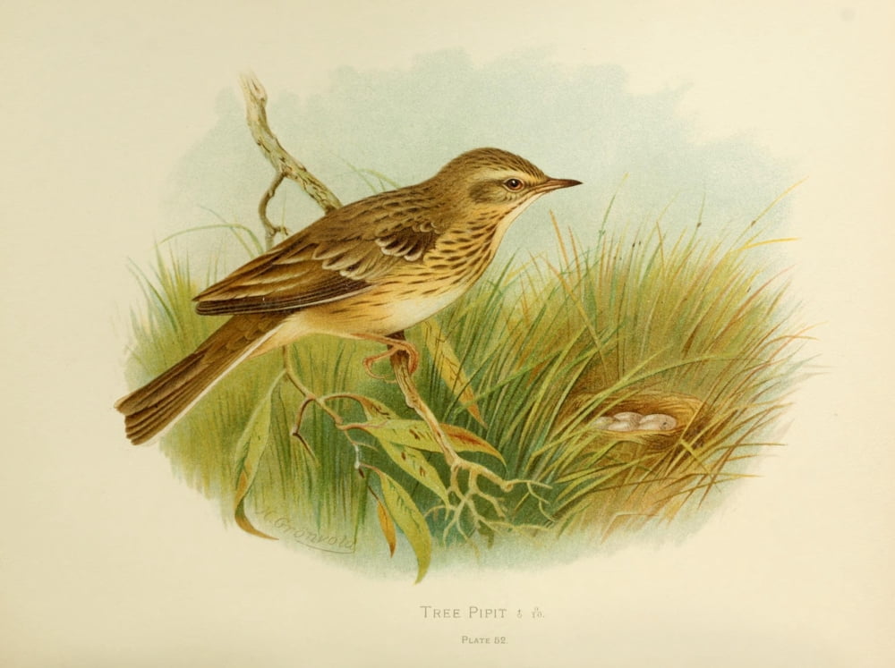 Birds of Britain & Ireland 1907 Pipit Tree Canvas Art - Henrik Grnvold (18 x 24)