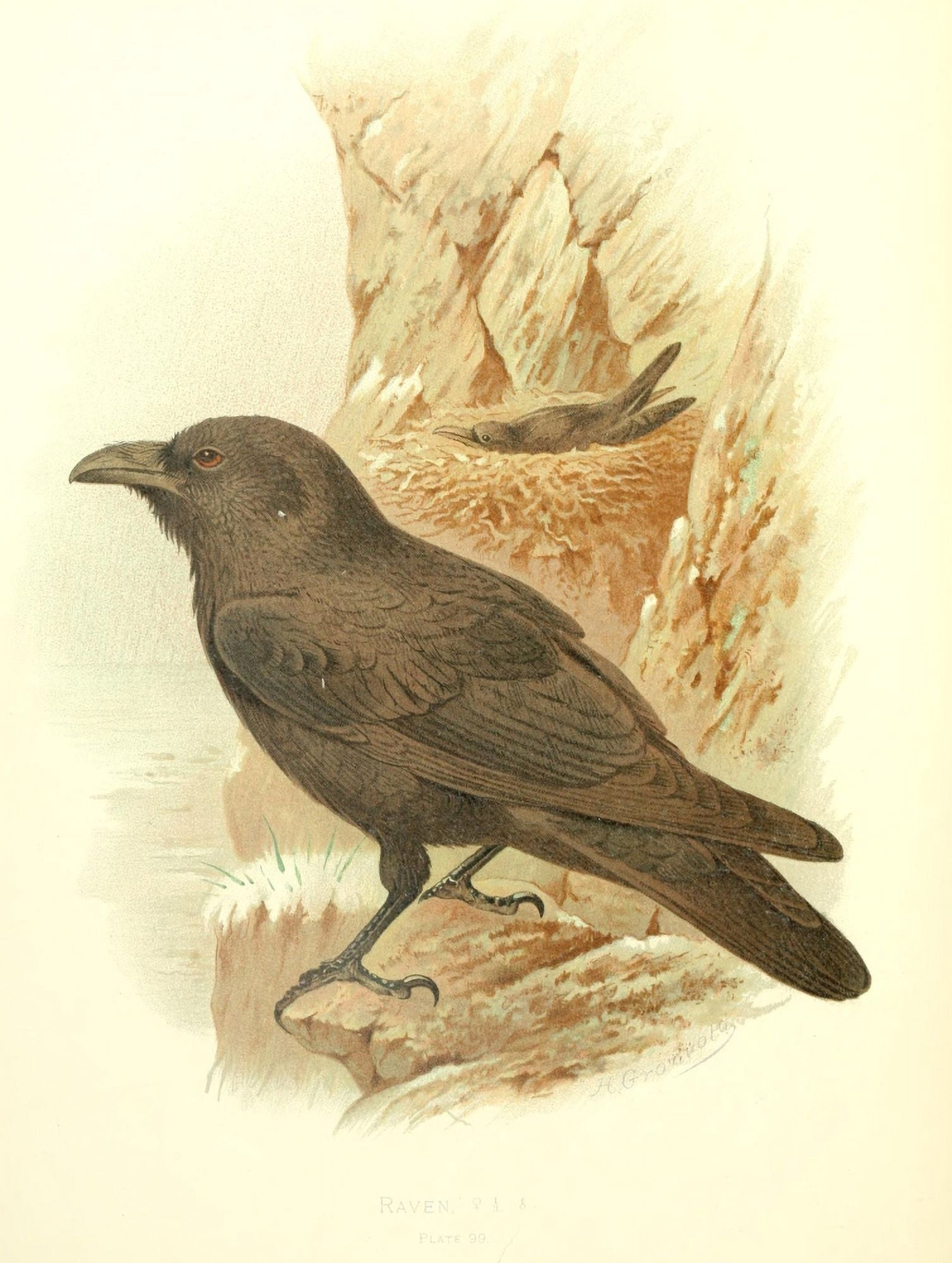 Birds of Britain & Ireland 1907 Raven Canvas Art - Henrik Grnvold (18 x 24)