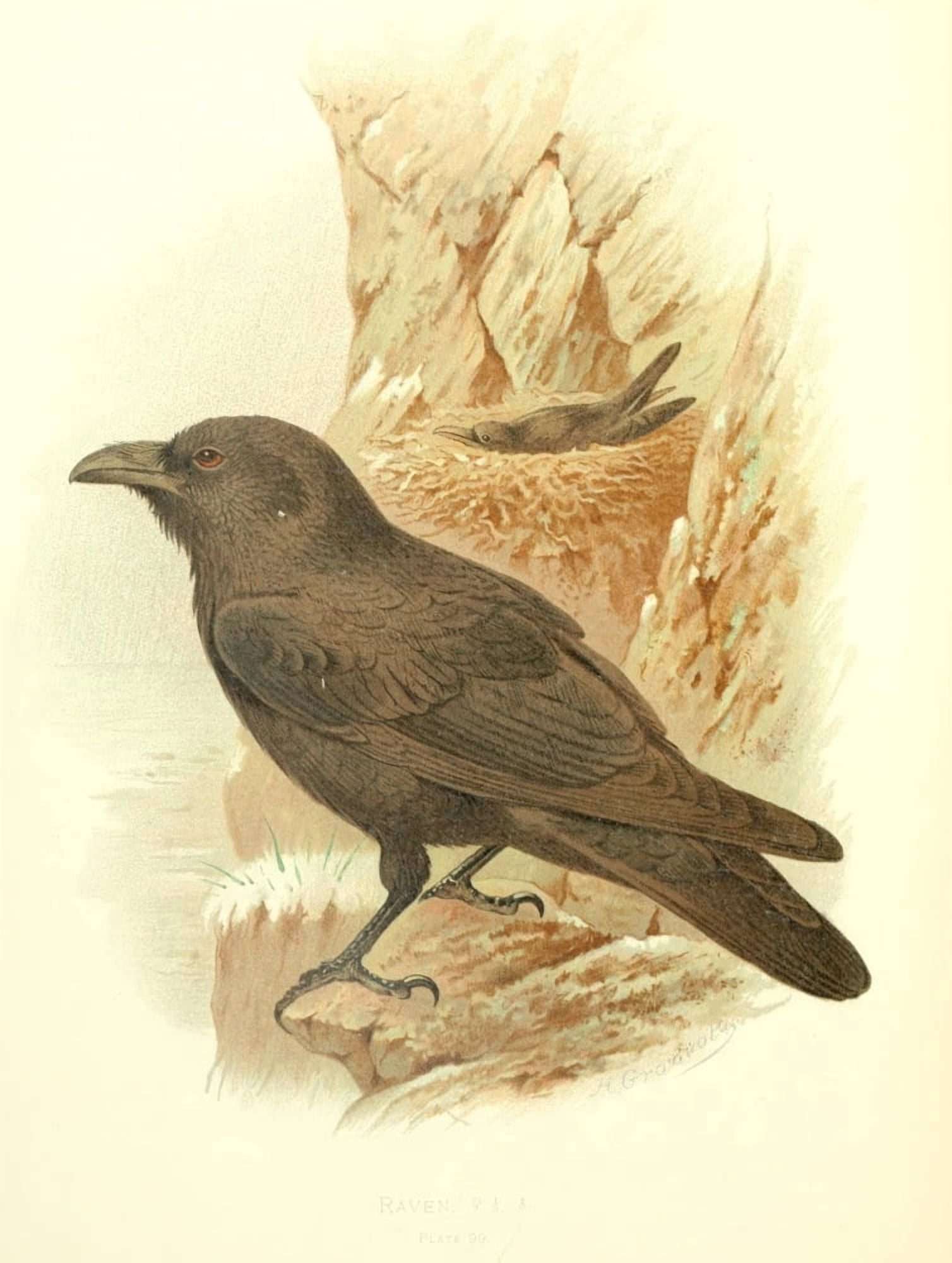 Birds of Britain & Ireland 1907 Raven Canvas Art - Henrik Grnvold (24 x 36)