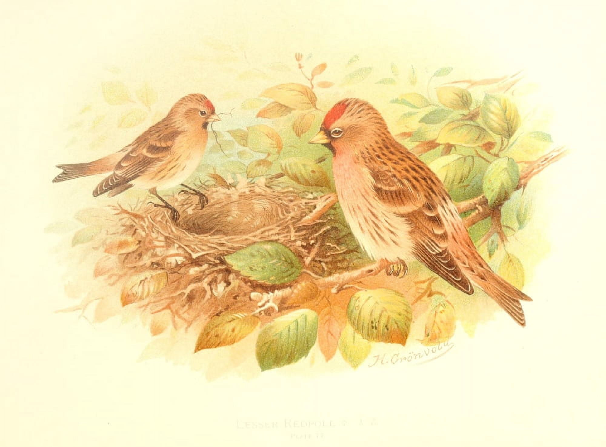 Birds of Britain & Ireland 1907 Redpoll Lesser Canvas Art - Henrik Grnvold (18 x 24)