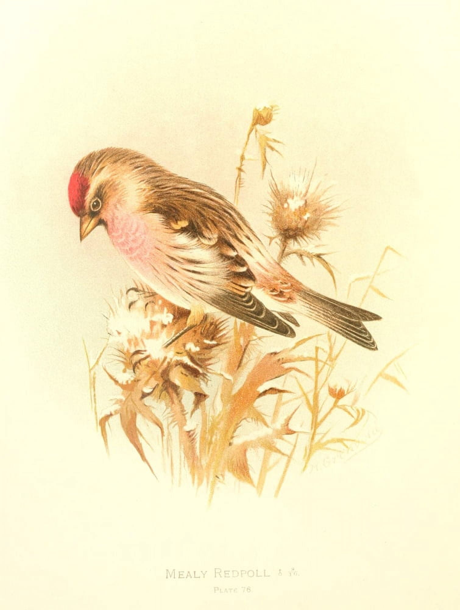Birds of Britain & Ireland 1907 Redpoll Mealy Canvas Art - Henrik Grnvold (24 x 36)