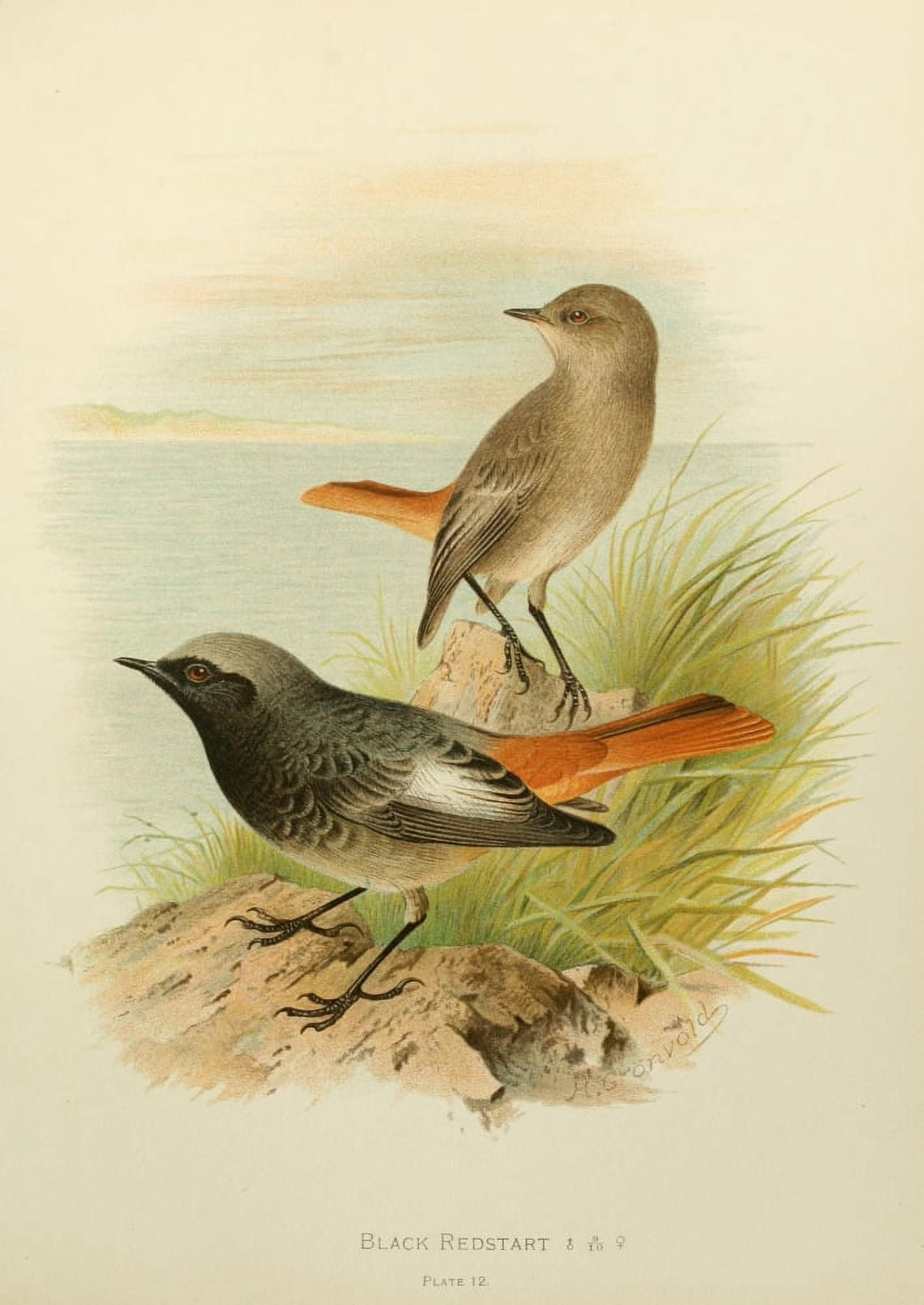 Birds of Britain & Ireland 1907 Redstart Black Canvas Art - Henrik Grnvold (18 x 24)