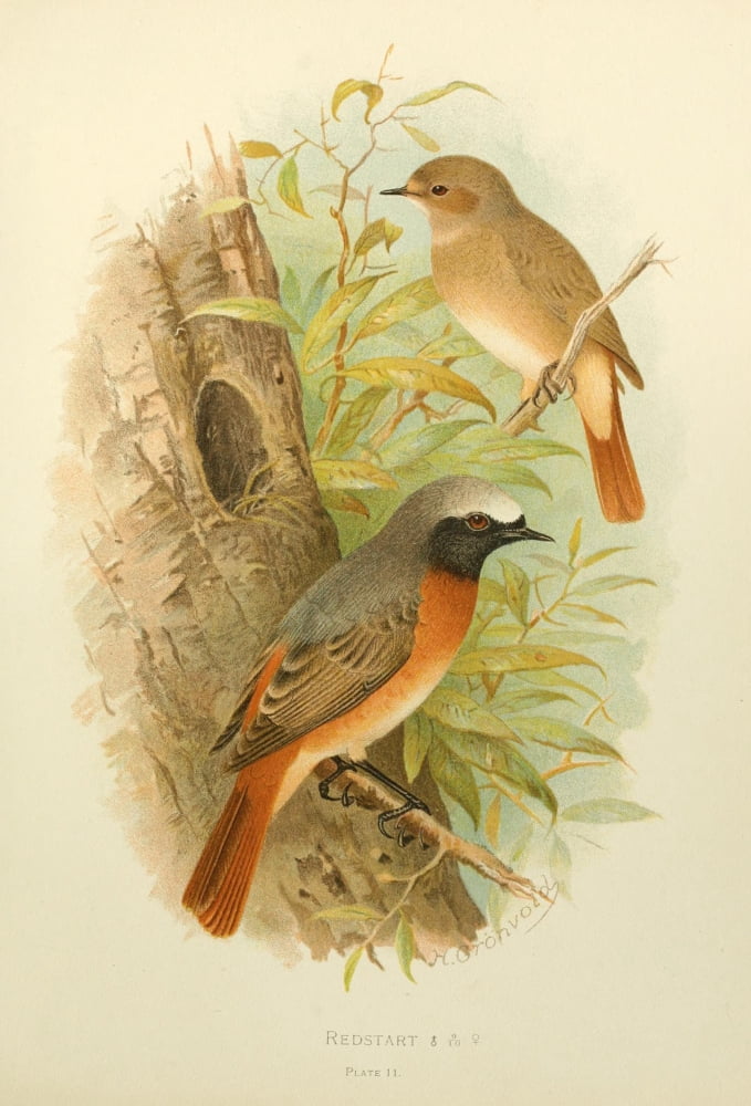 Birds of Britain & Ireland 1907 Redstart Canvas Art - Henrik Grnvold (18 x 24)