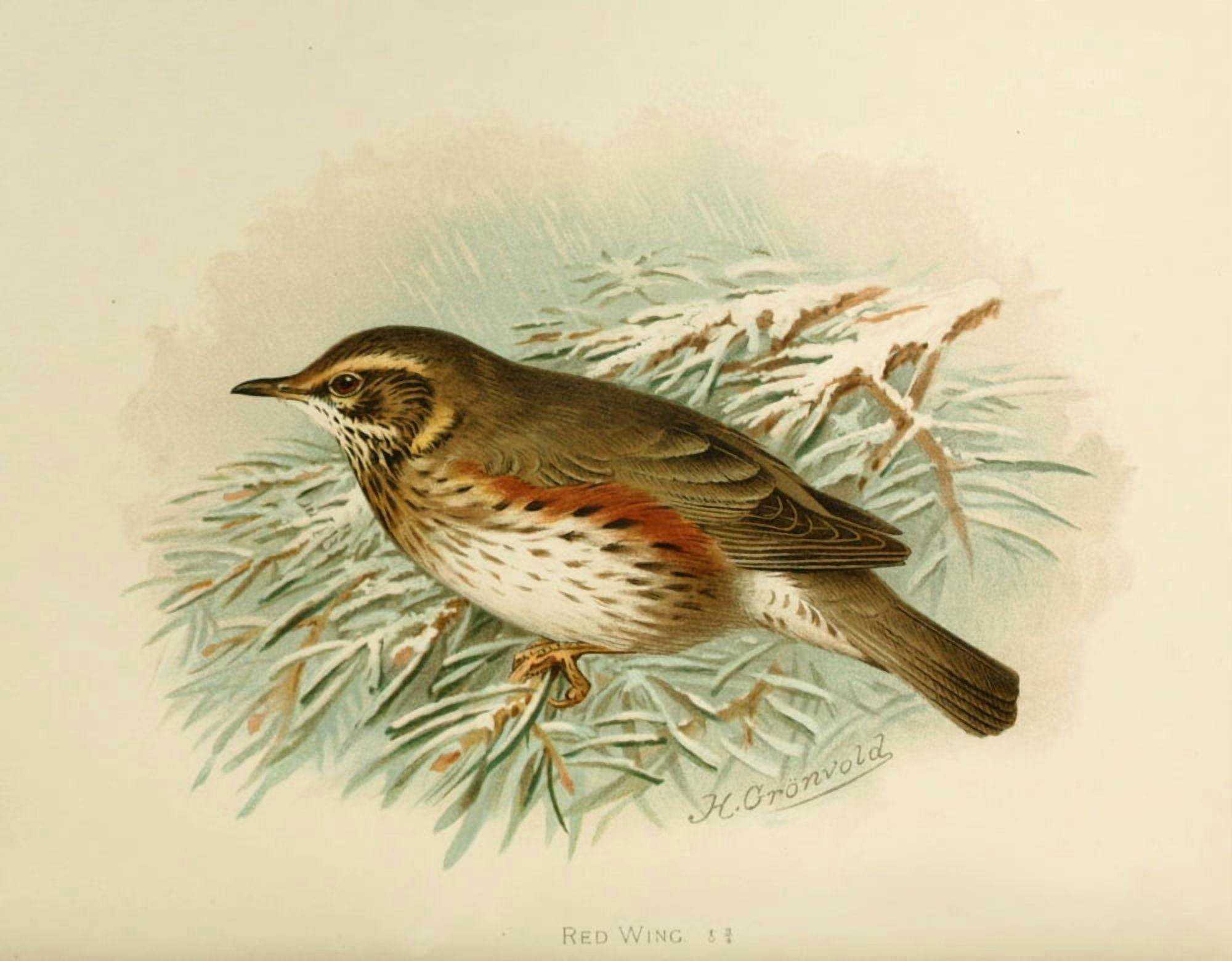 Birds of Britain & Ireland 1907 Redwing Canvas Art - Henrik Grnvold (18 x 24)
