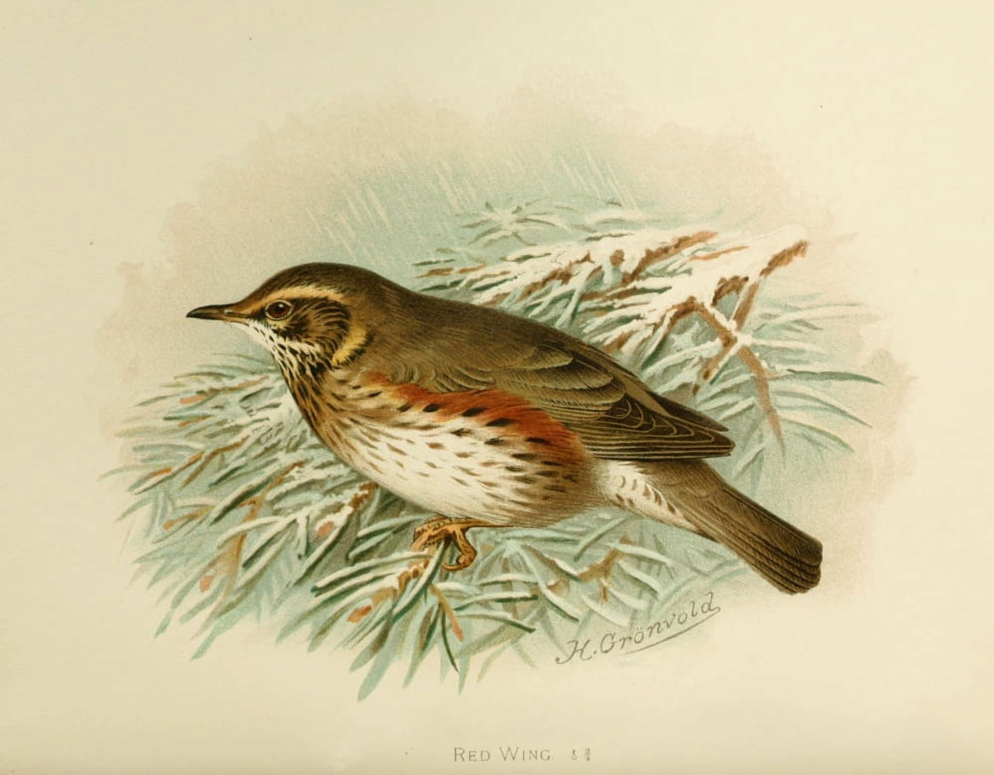Birds of Britain & Ireland 1907 Redwing Canvas Art - Henrik Grnvold (24 x 36)