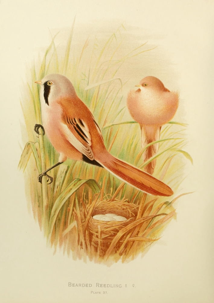 Birds of Britain & Ireland 1907 Reedling Bearded Canvas Art - Henrik Grnvold (18 x 24)