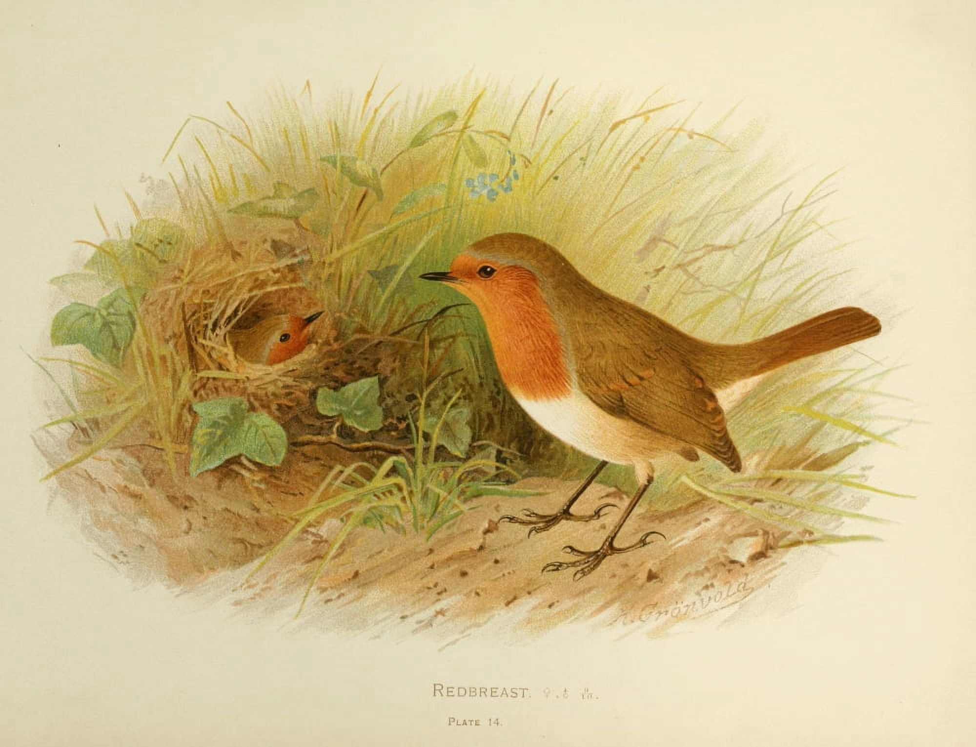 Birds of Britain & Ireland 1907 Robin Canvas Art - Henrik Grnvold (24 x 36)