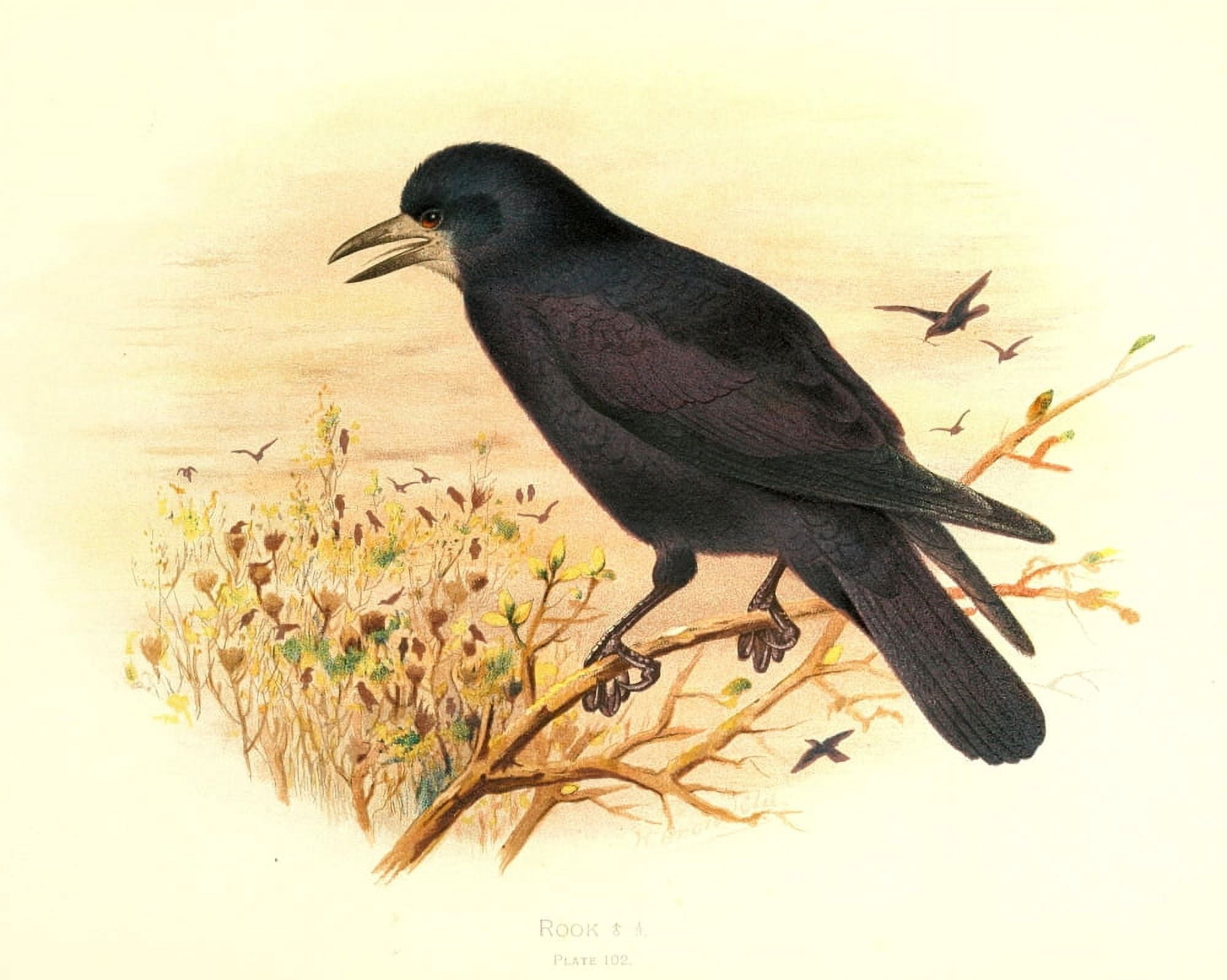 Birds of Britain & Ireland 1907 Rook Canvas Art - Henrik Grnvold (24 x 36)