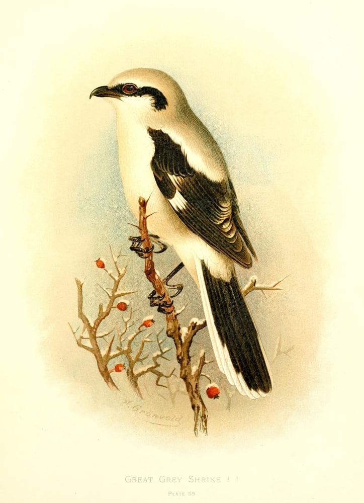 Birds of Britain & Ireland 1907 Shrike Great Grey Canvas Art - Henrik Grnvold (24 x 36)