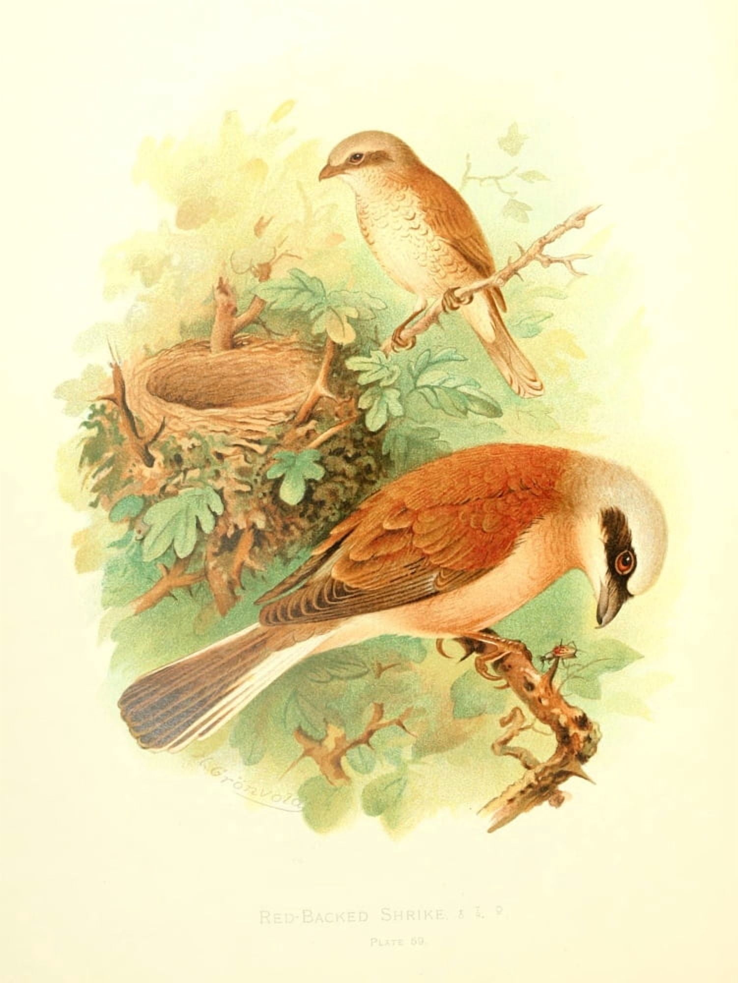Birds of Britain & Ireland 1907 Shrike Red-backed Canvas Art - Henrik Grnvold (18 x 24)