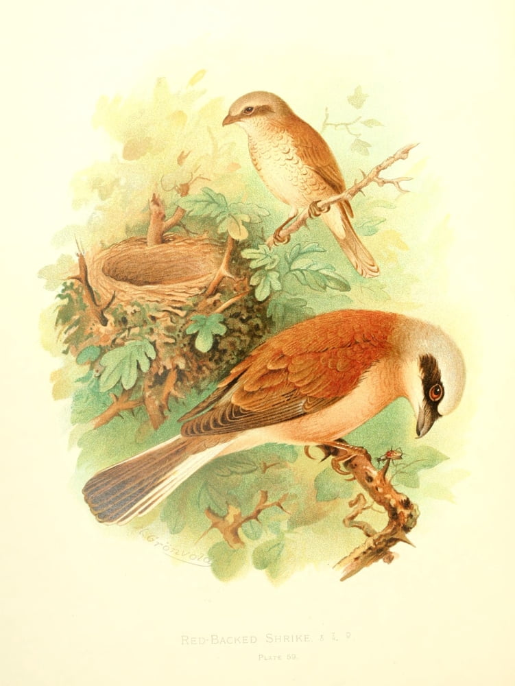 Birds of Britain & Ireland 1907 Shrike Red-backed Canvas Art - Henrik Grnvold (24 x 36)
