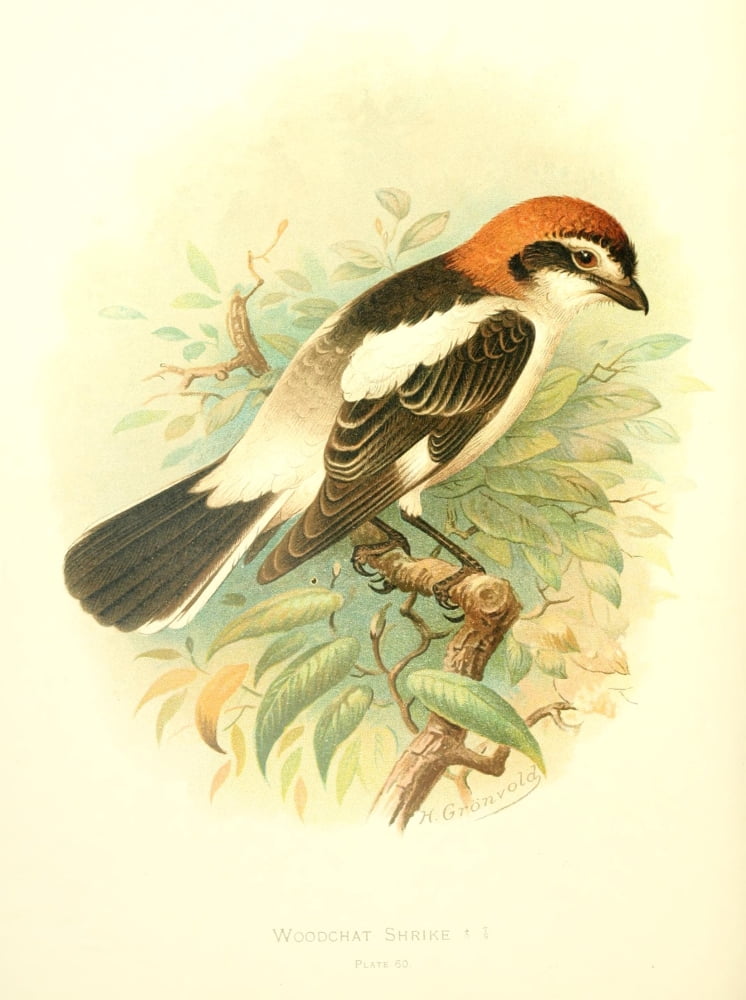 Birds of Britain & Ireland 1907 Shrike Woodchat Canvas Art - Henrik Grnvold (18 x 24)