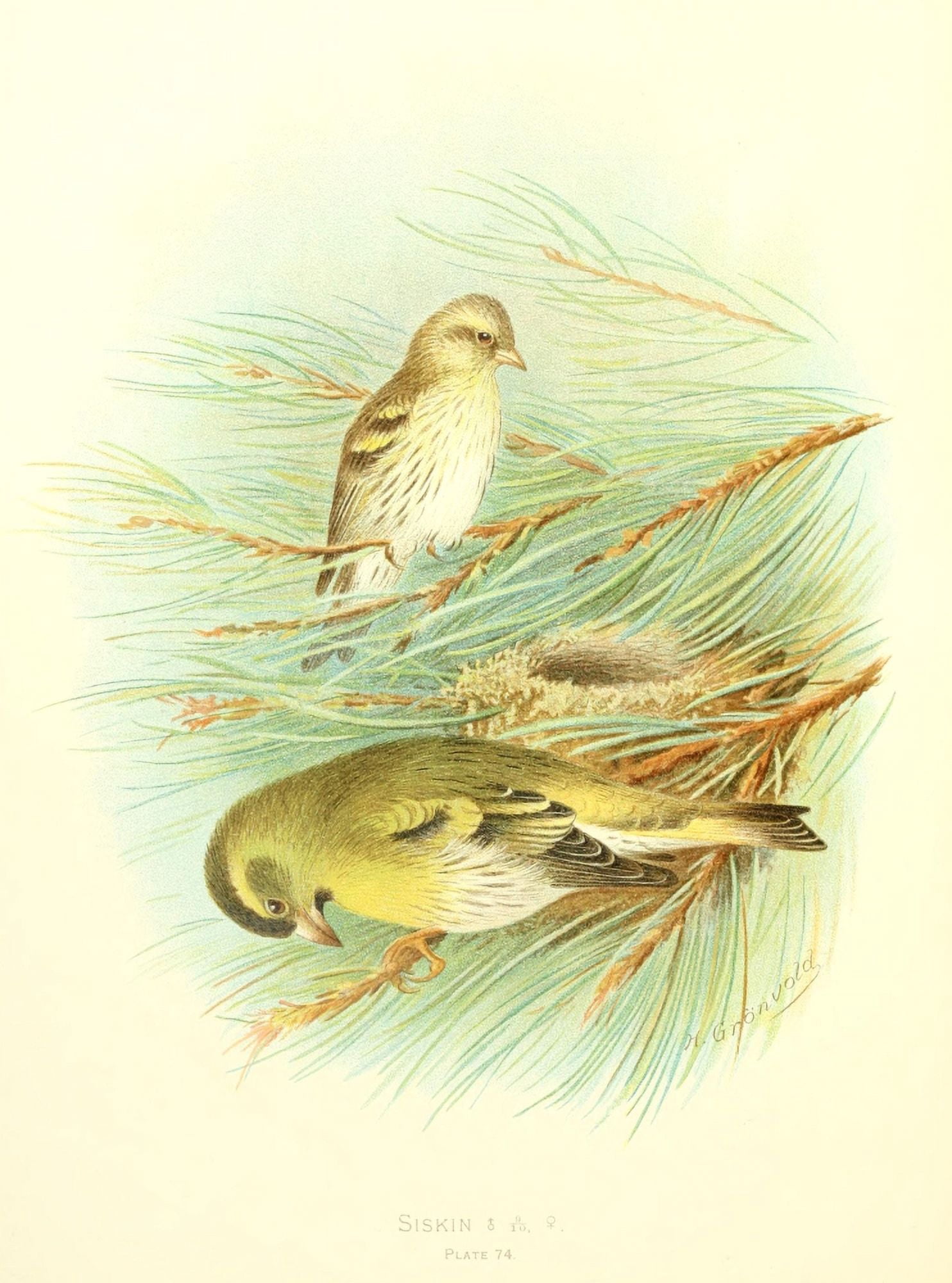 Birds of Britain & Ireland 1907 Siskin Canvas Art - Henrik Grnvold (18 x 24)
