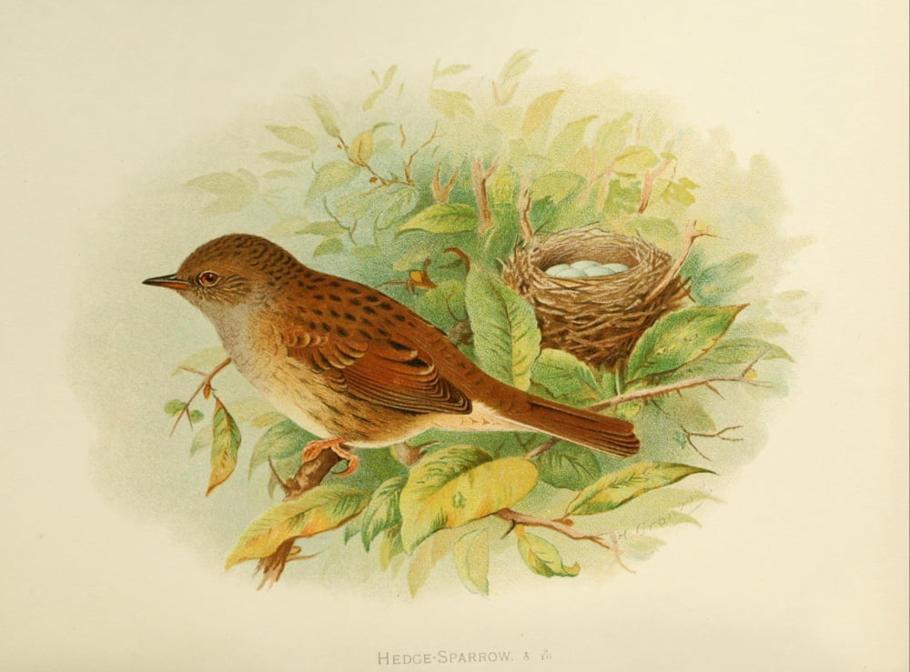 Birds of Britain & Ireland 1907 Sparrow Hedge Canvas Art - Henrik Grnvold (24 x 36)
