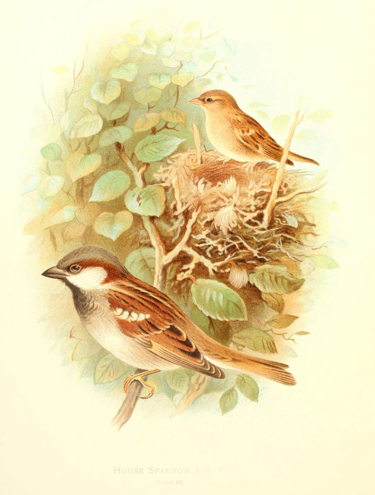 Birds of Britain & Ireland 1907 Sparrow House Canvas Art - Henrik Grnvold (18 x 24)