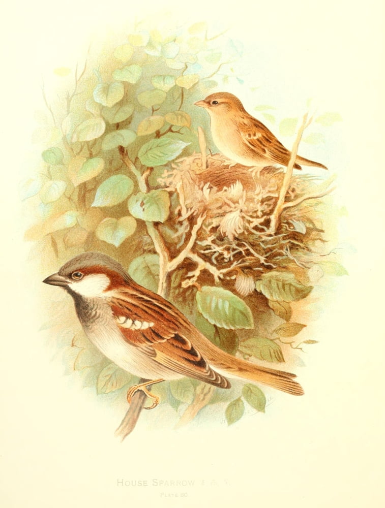 Birds of Britain & Ireland 1907 Sparrow House Canvas Art - Henrik Grnvold (24 x 36)