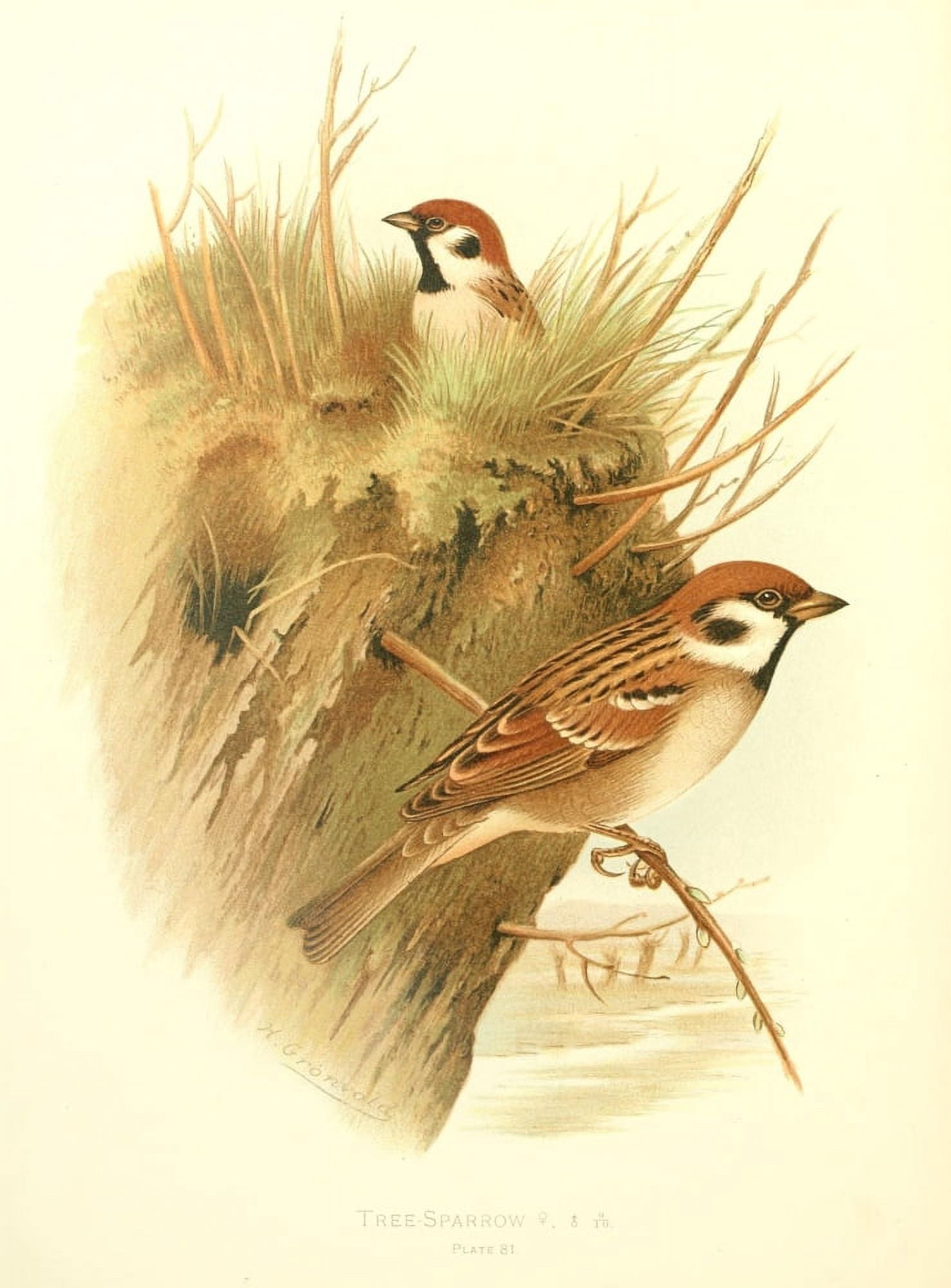 Birds of Britain & Ireland 1907 Sparrow Tree Canvas Art - Henrik Grnvold (18 x 24)