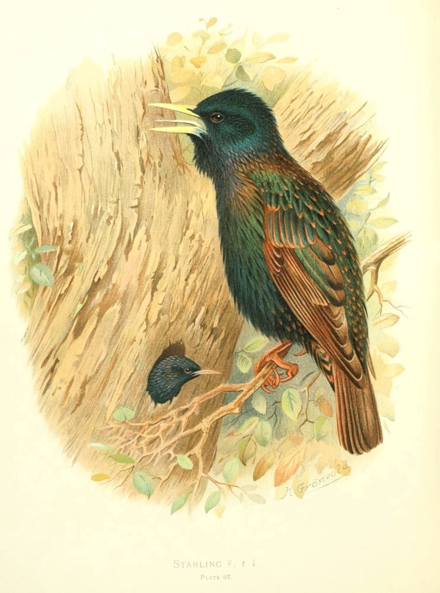 Birds of Britain & Ireland 1907 Starling Canvas Art - Henrik Grnvold (18 x 24)