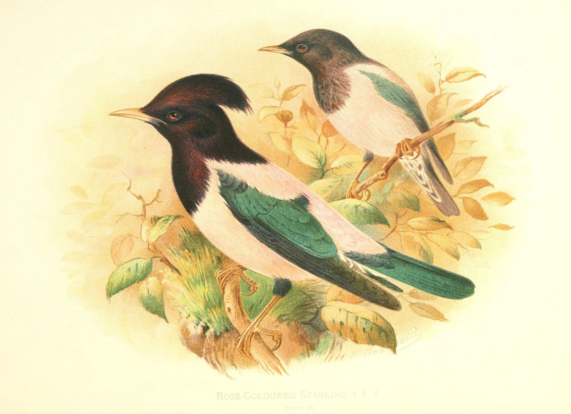 Birds of Britain & Ireland 1907 Starling Rose-coloured Canvas Art - Henrik Grnvold (18 x 24)