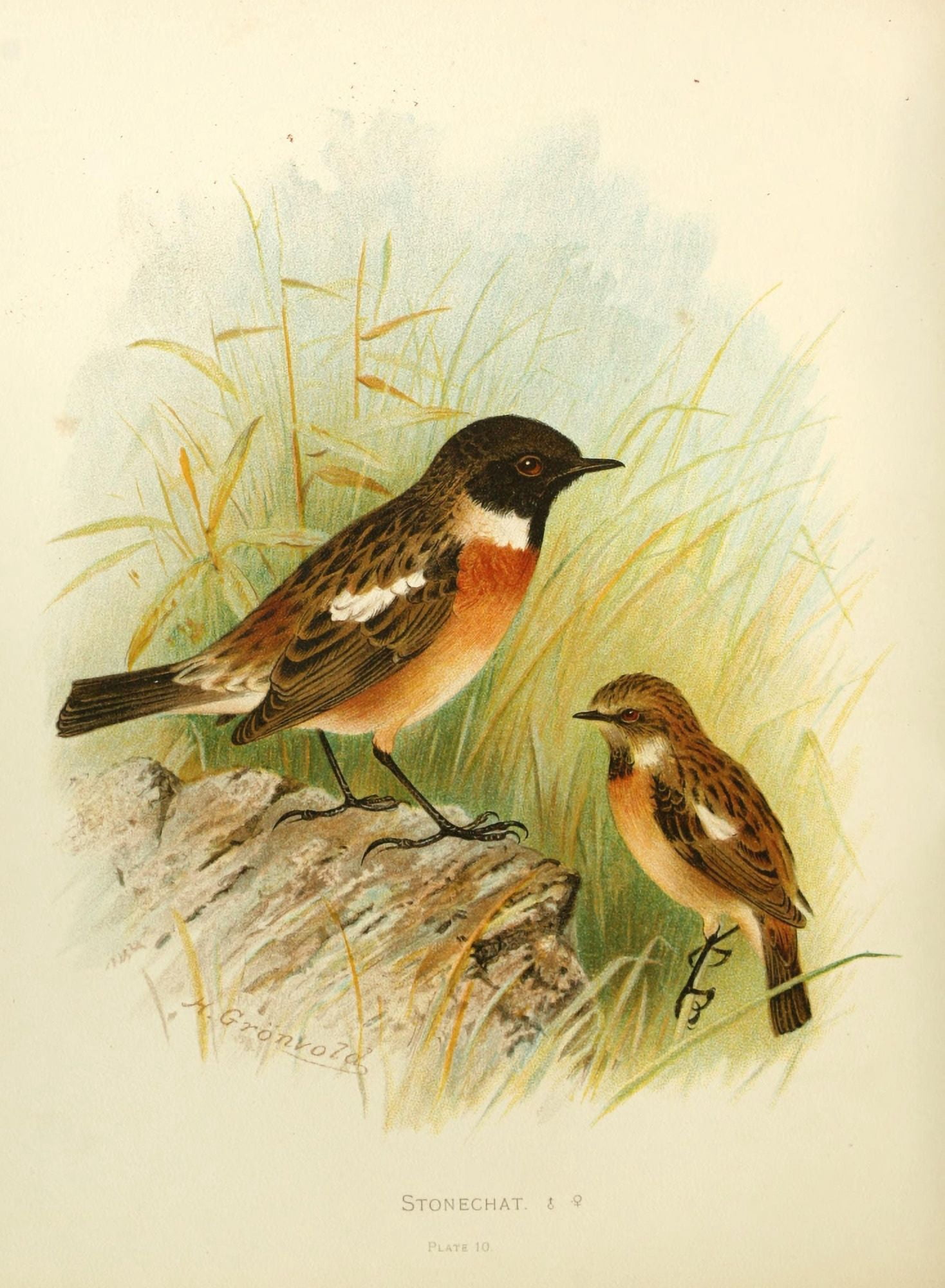 Birds of Britain & Ireland 1907 Stonechat Canvas Art - Henrik Grnvold (18 x 24)