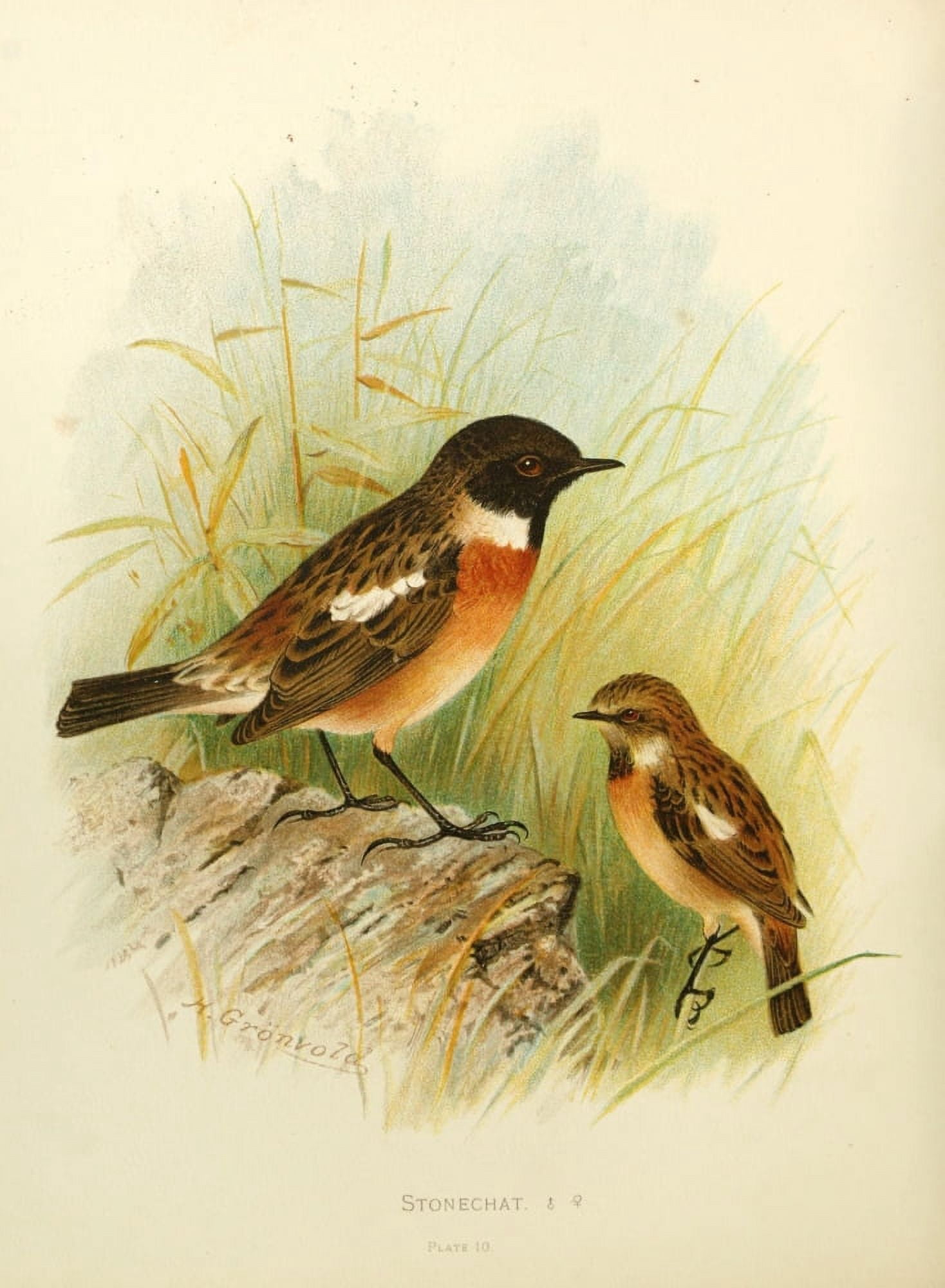 Birds of Britain & Ireland 1907 Stonechat Canvas Art - Henrik Grnvold (24 x 36)