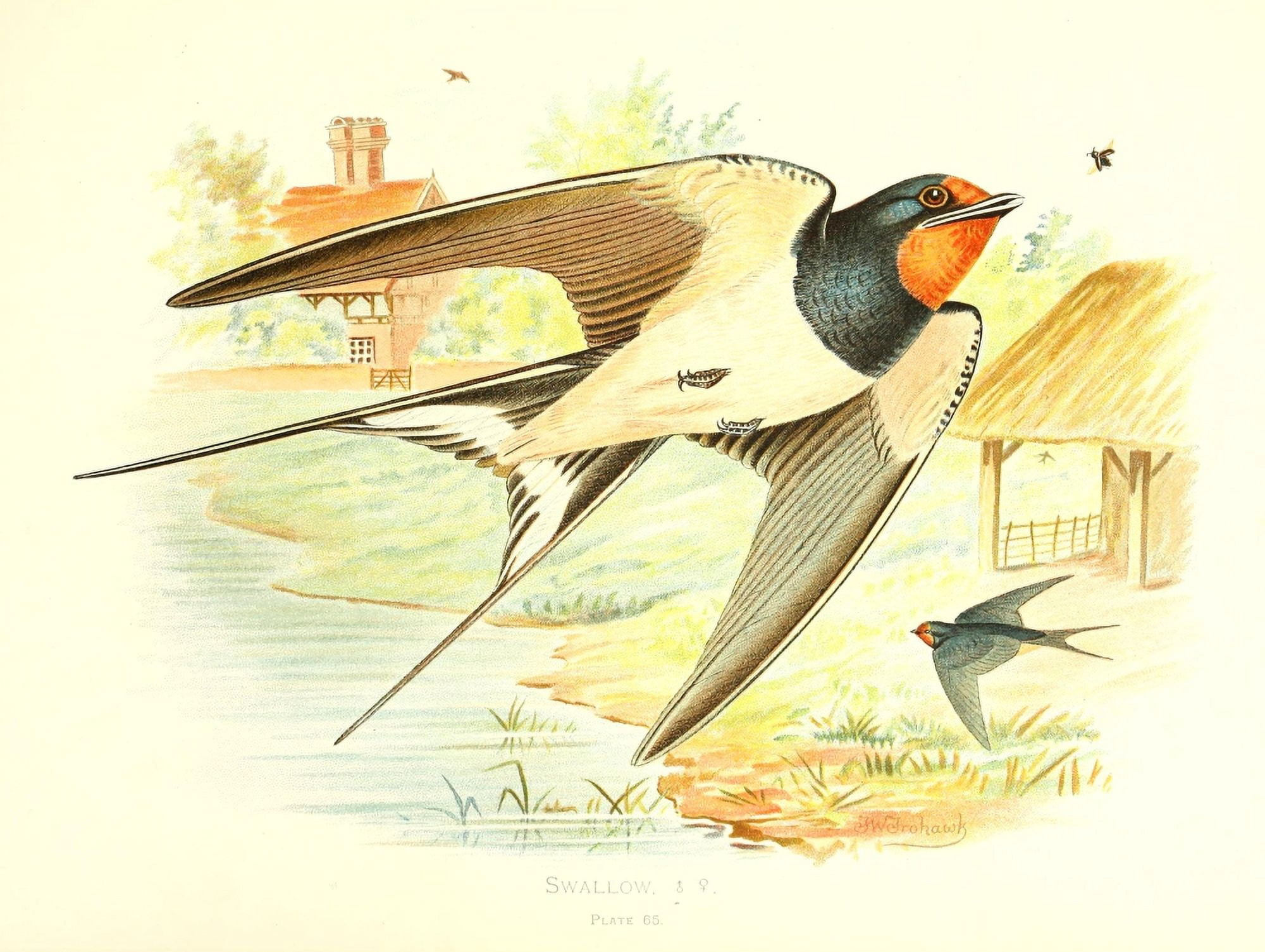 Birds of Britain & Ireland 1907 Swallow Canvas Art - Henrik Grnvold (18 x 24)