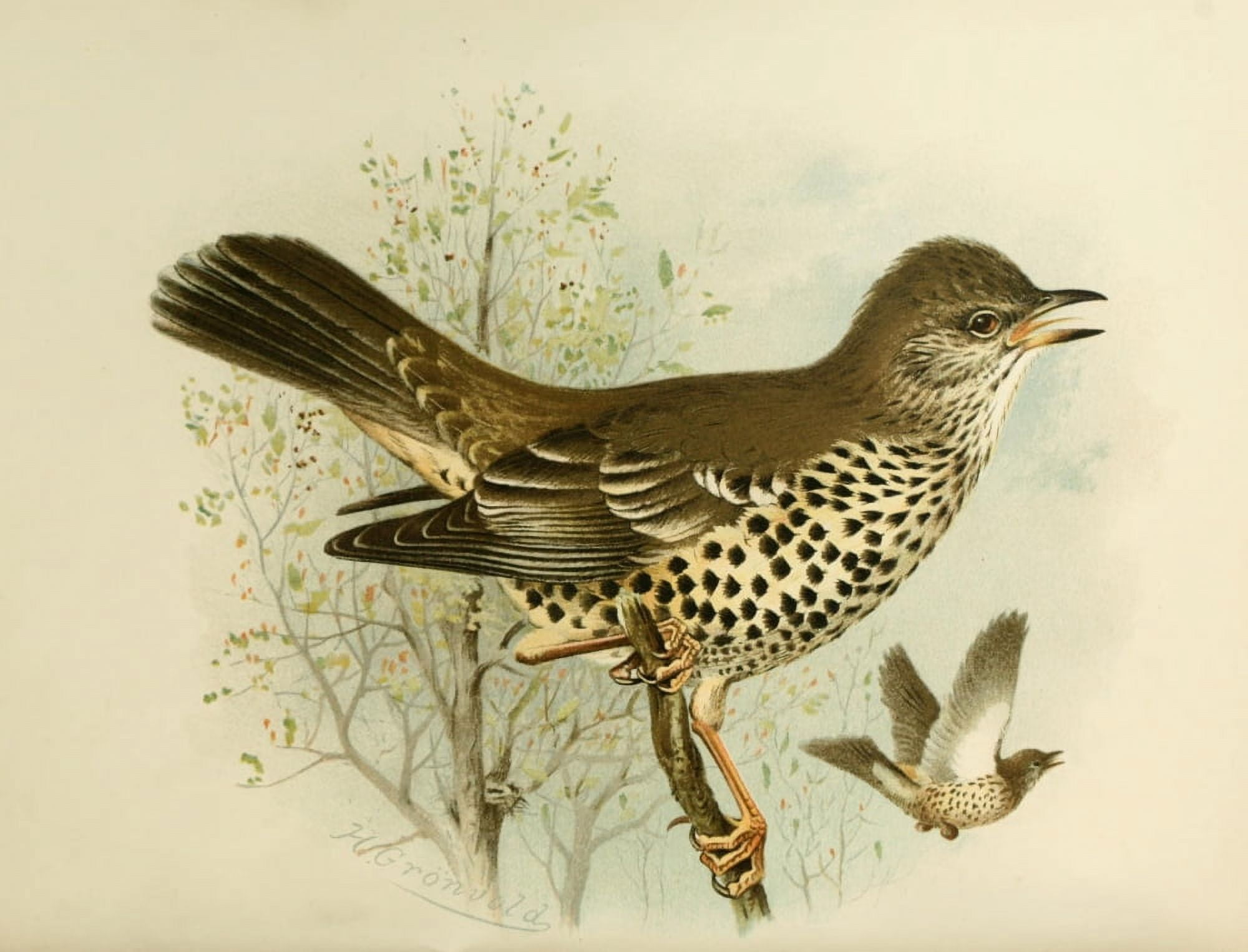 Birds of Britain & Ireland 1907 Thrush Missel Canvas Art - Henrik Grnvold (18 x 24)
