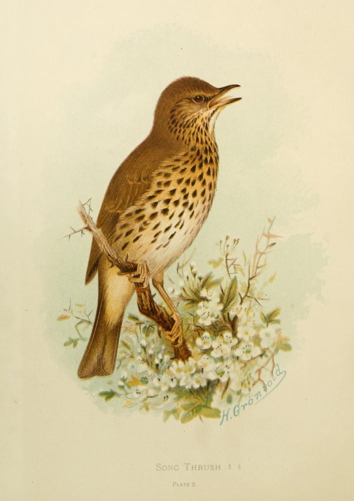 Birds of Britain & Ireland 1907 Thrush Song Canvas Art - Henrik Grnvold (24 x 36)