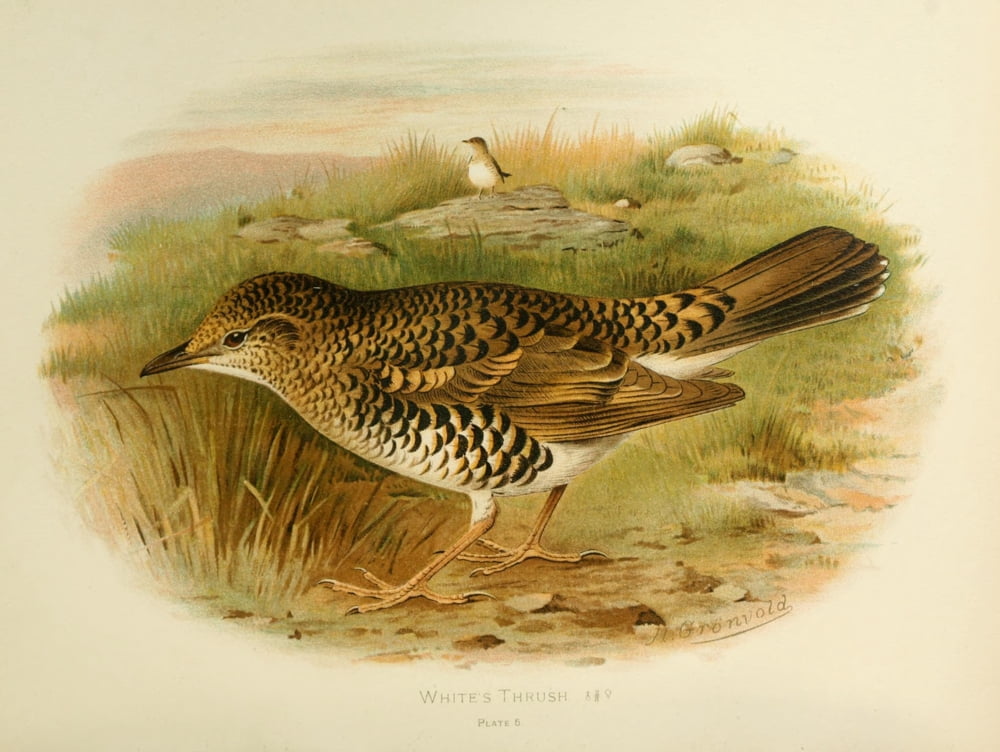 Birds of Britain & Ireland 1907 Thrush Whites Canvas Art - Henrik Grnvold (24 x 36)