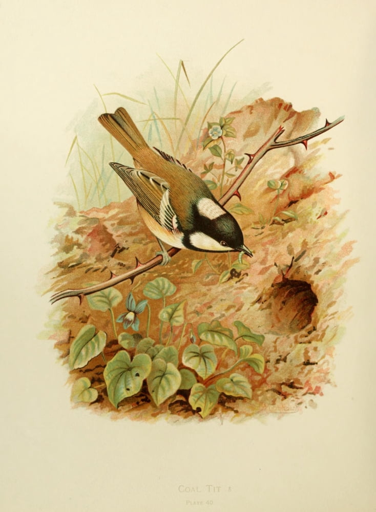 Birds of Britain & Ireland 1907 Tit Coal Canvas Art - Henrik Grnvold (18 x 24)