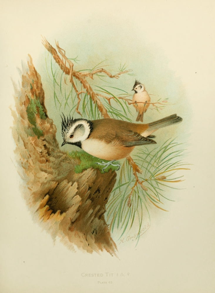 Birds of Britain & Ireland 1907 Tit Crested Canvas Art - Henrik Grnvold (24 x 36)