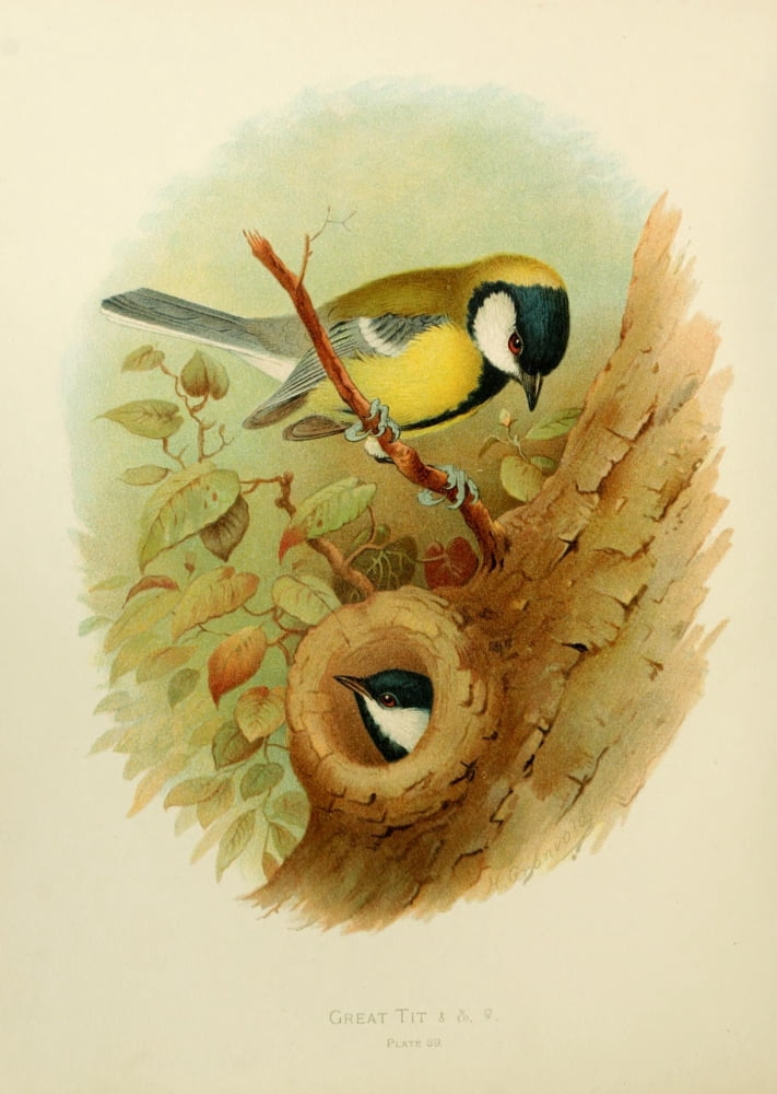 Birds of Britain & Ireland 1907 Tit Great Canvas Art - Henrik Grnvold (18 x 24)