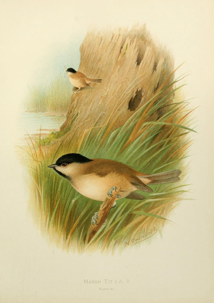 Birds of Britain & Ireland 1907 Tit Marsh Canvas Art - Henrik Grnvold (18 x 24)