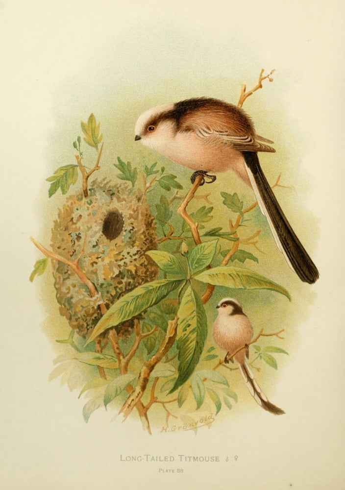 Birds of Britain & Ireland 1907 Titmouse Long-tailed Canvas Art - Henrik Grnvold (18 x 24)