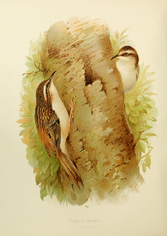 Birds of Britain & Ireland 1907 Tree Creeper Canvas Art - Henrik Grnvold (18 x 24)