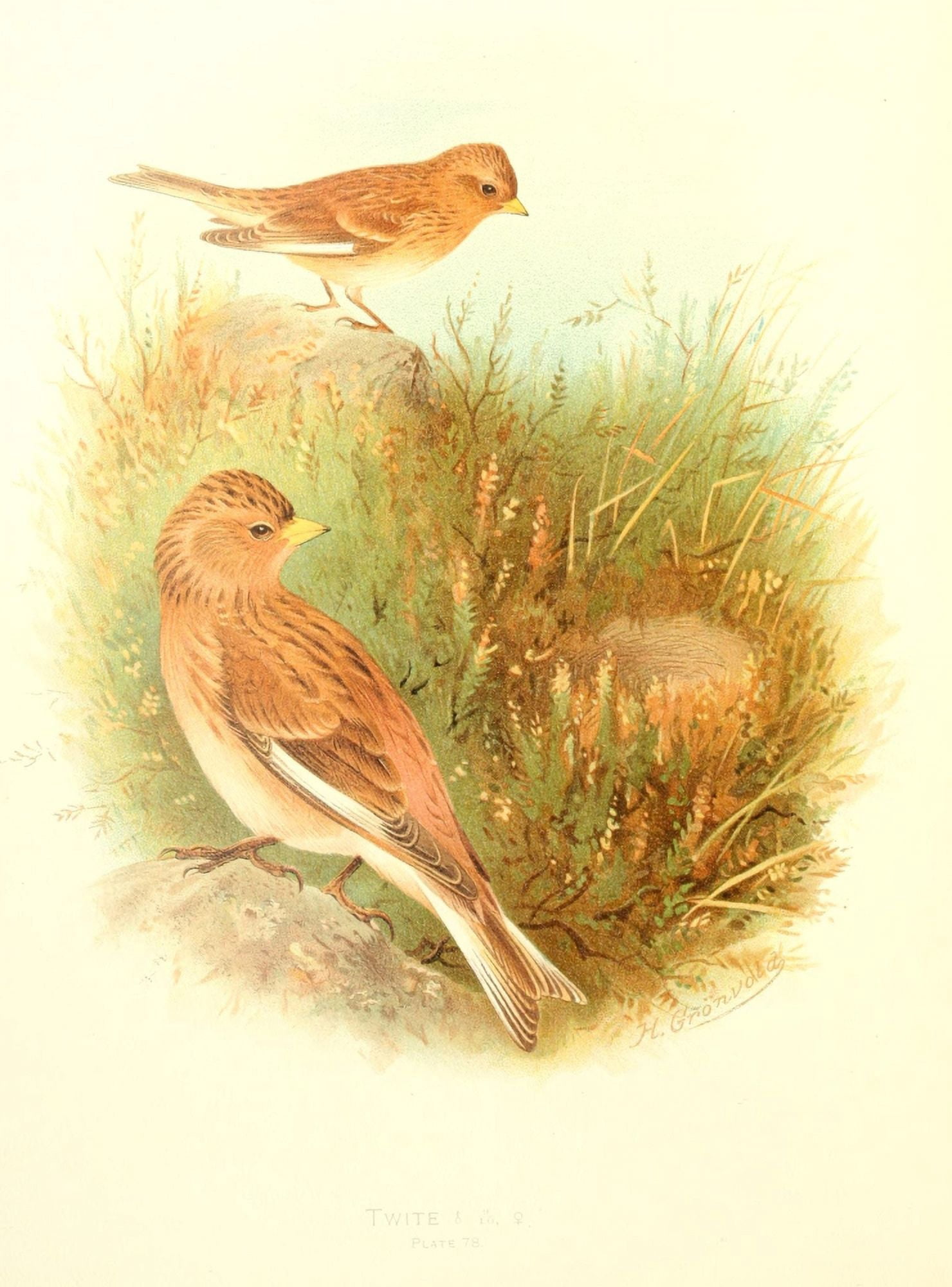 Birds of Britain & Ireland 1907 Twite Canvas Art - Henrik Grnvold (18 x 24)