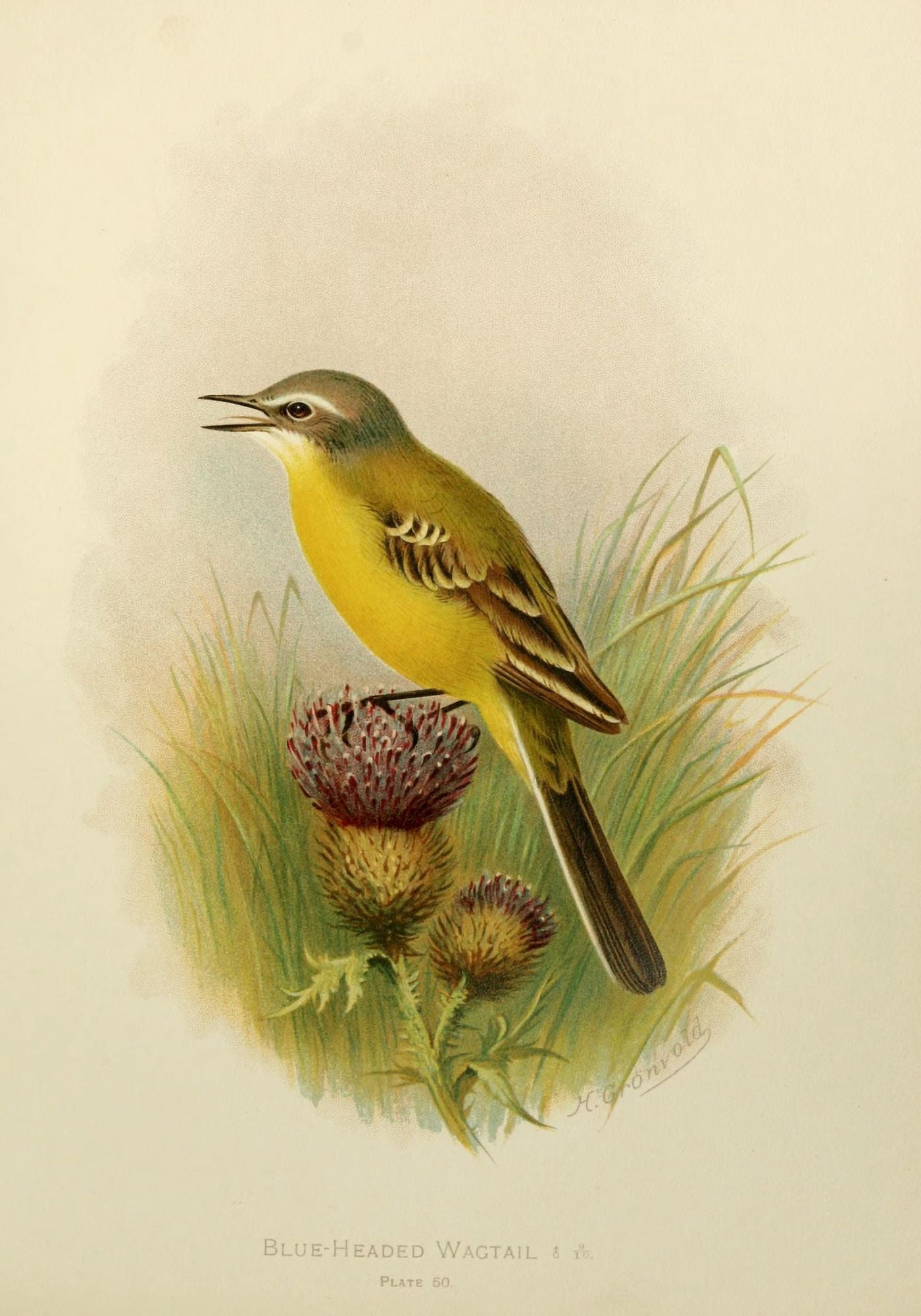 Birds of Britain & Ireland 1907 Wagtail Blue-headed Canvas Art - Henrik Grnvold (18 x 24)