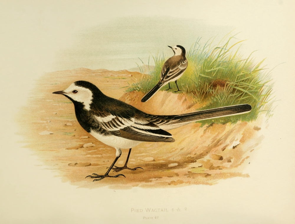 Birds of Britain & Ireland 1907 Wagtail Pied Canvas Art - Henrik Grnvold (18 x 24)