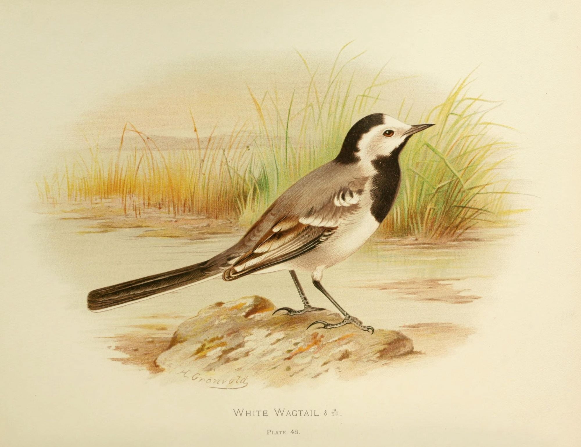 Birds of Britain & Ireland 1907 Wagtail White Canvas Art - Henrik Grnvold (18 x 24)