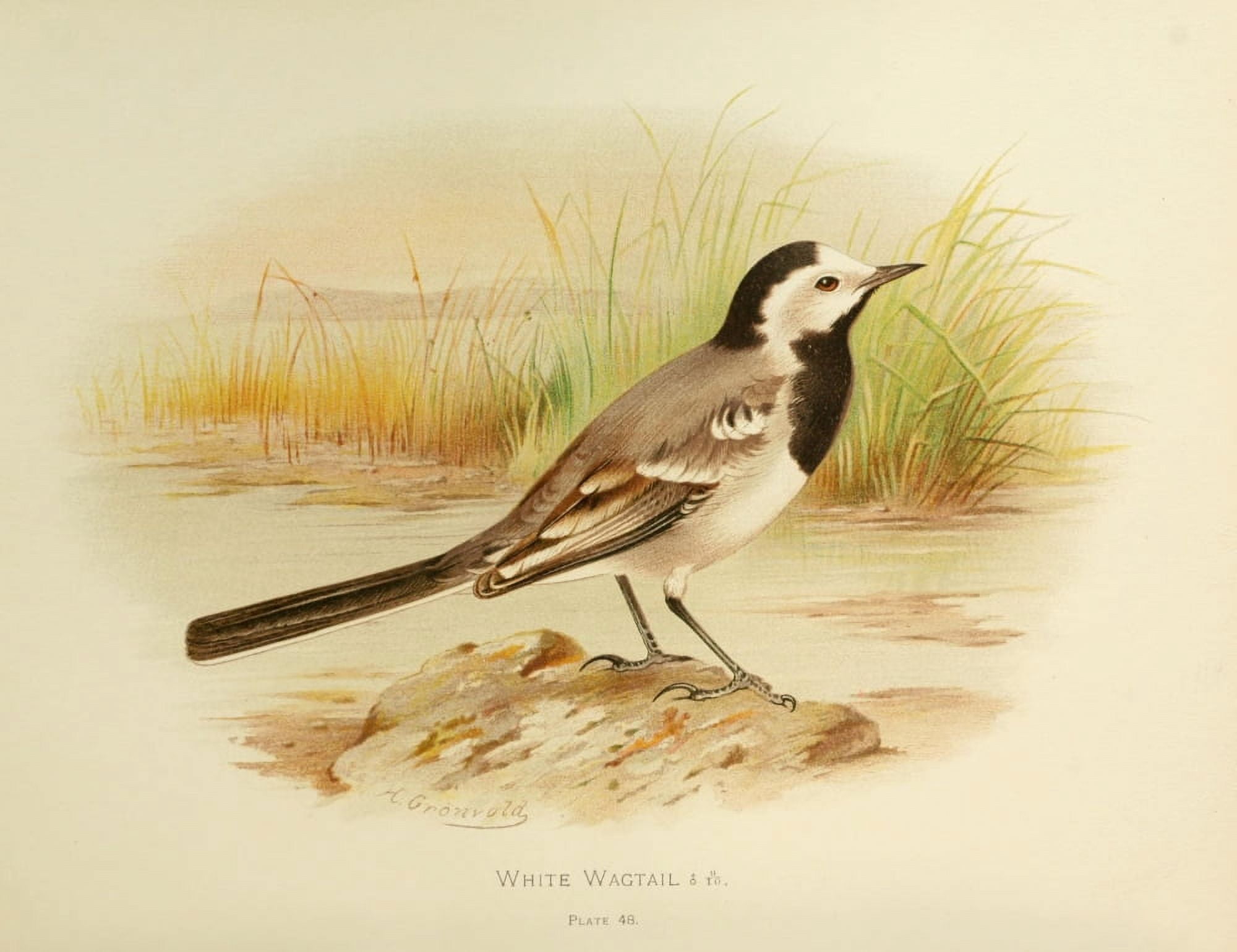 Birds of Britain & Ireland 1907 Wagtail White Canvas Art - Henrik Grnvold (24 x 36)