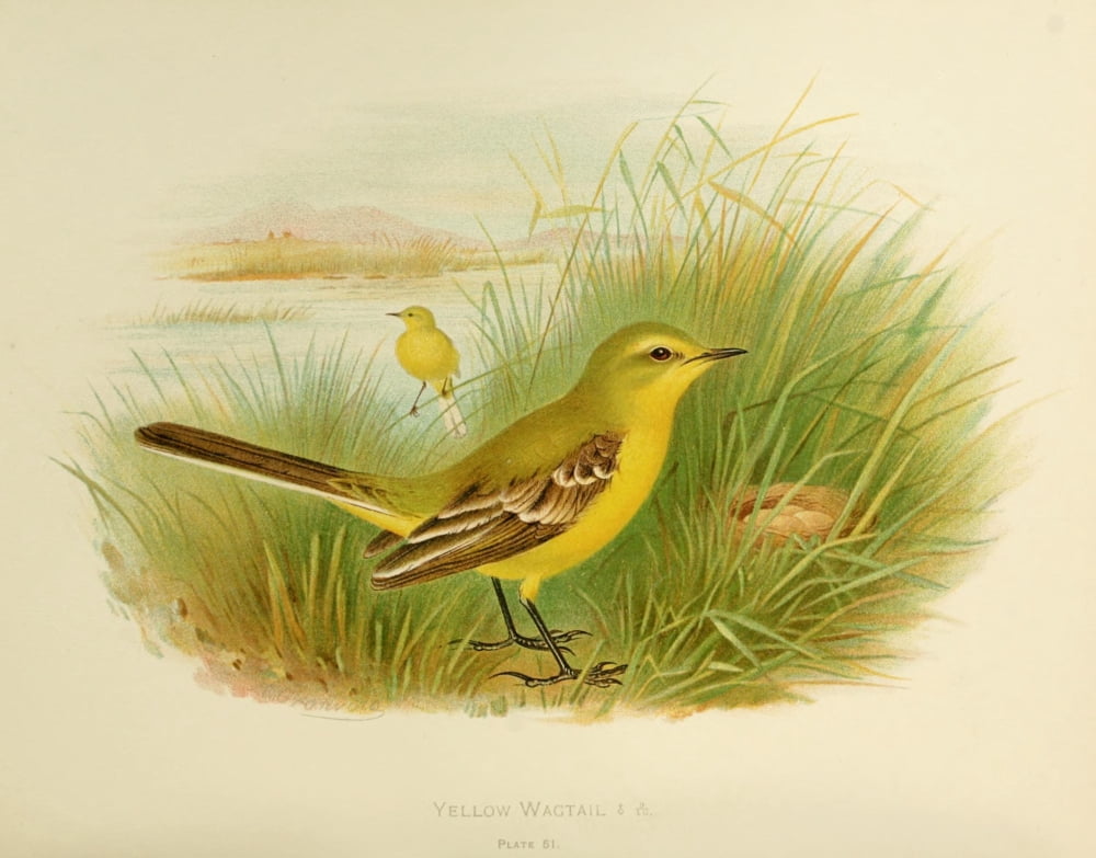 Birds of Britain & Ireland 1907 Wagtail Yellow Canvas Art - Henrik Grnvold (18 x 24)