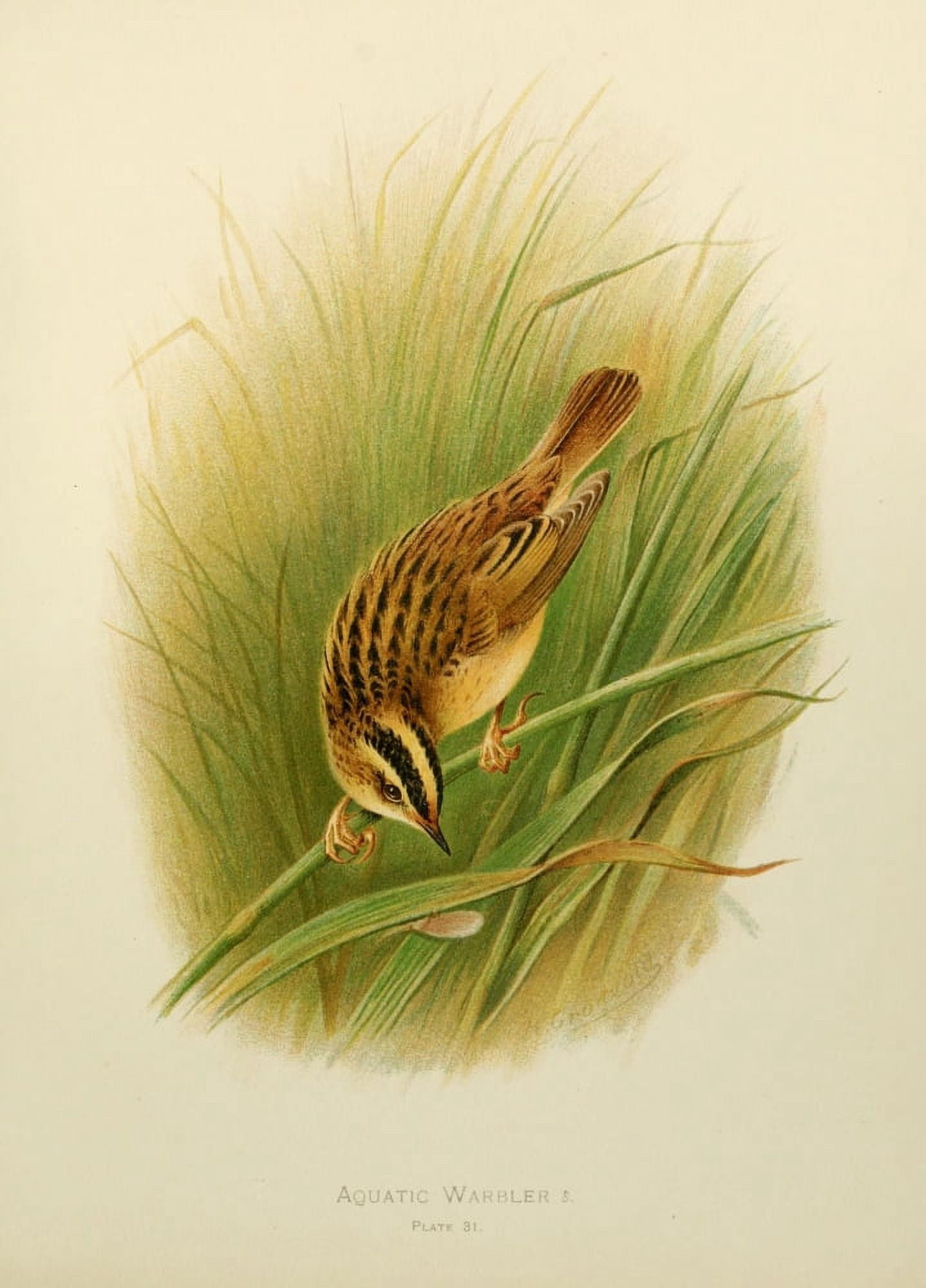Birds of Britain & Ireland 1907 Warbler Aquatic Canvas Art - Henrik Grnvold (18 x 24)
