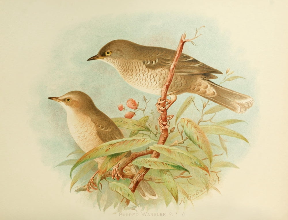 Birds of Britain & Ireland 1907 Warbler Barred Canvas Art - Henrik Grnvold (18 x 24)