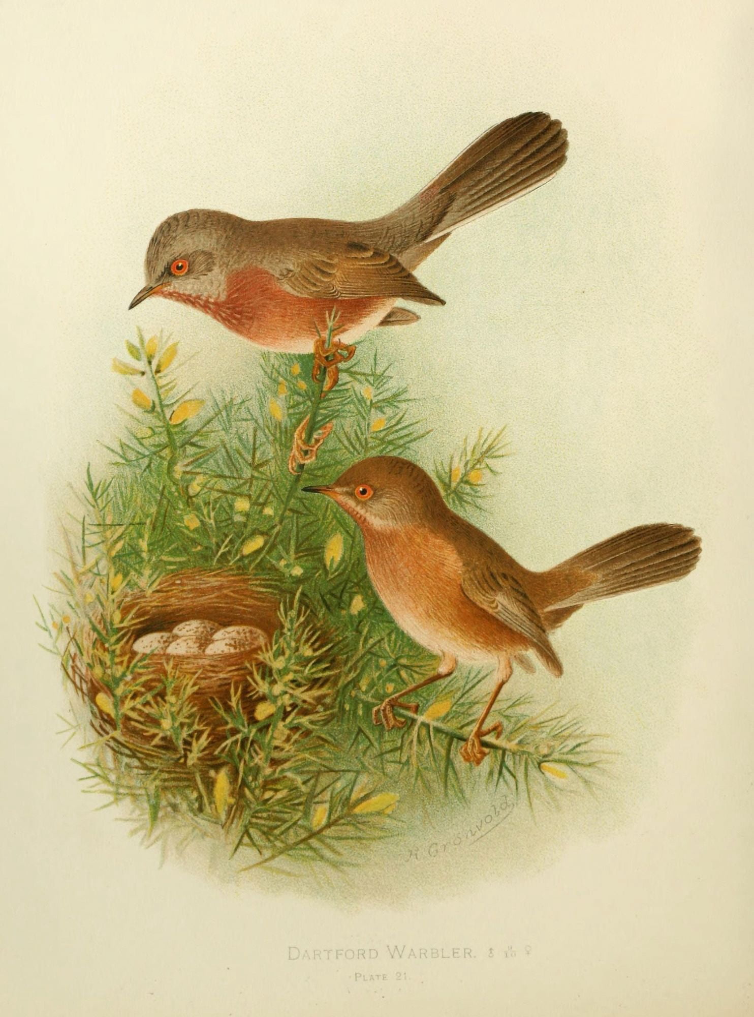 Birds of Britain & Ireland 1907 Warbler Dartford Canvas Art - Henrik Grnvold (18 x 24)